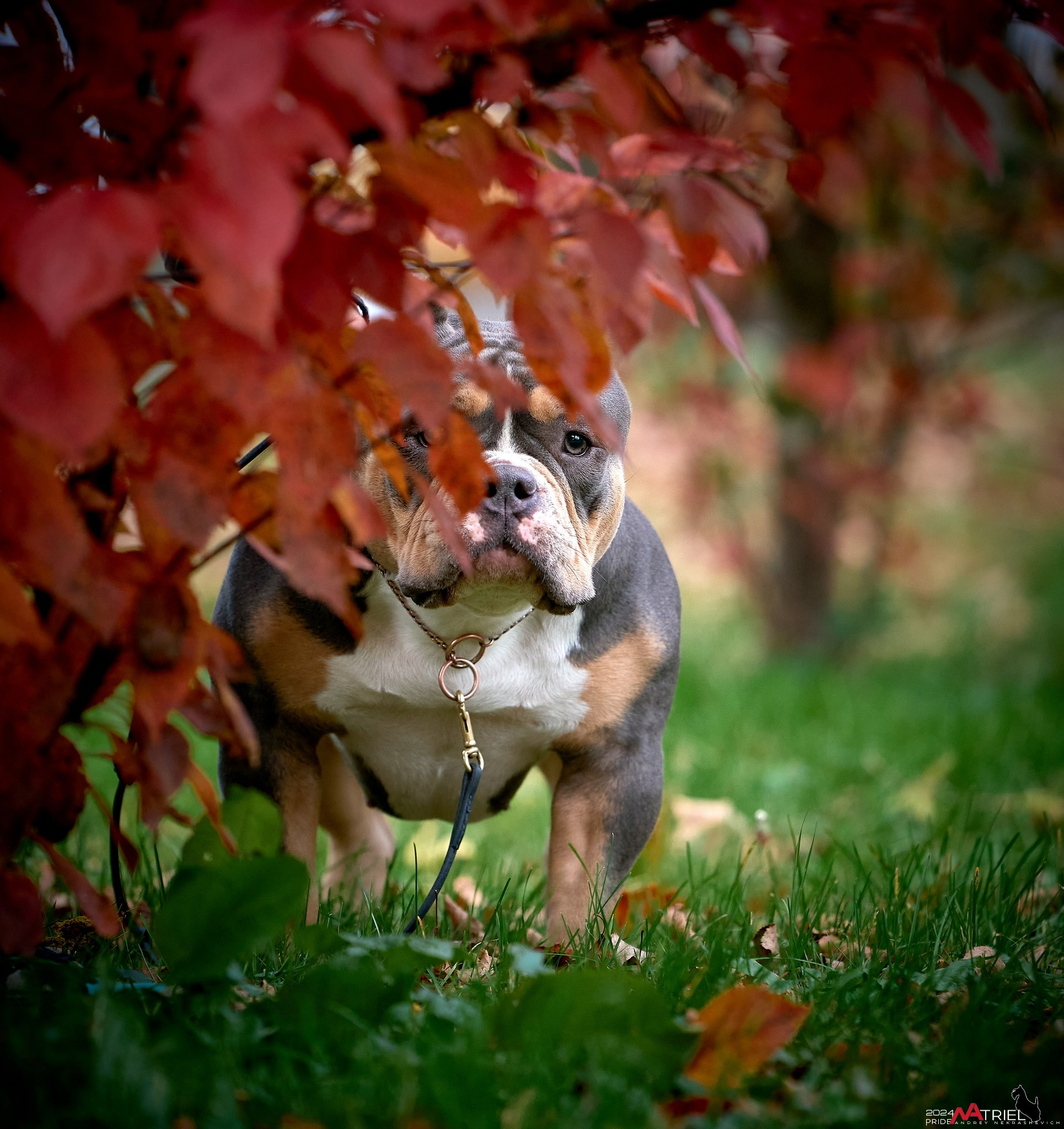 Фотопрогулка с булли в парке