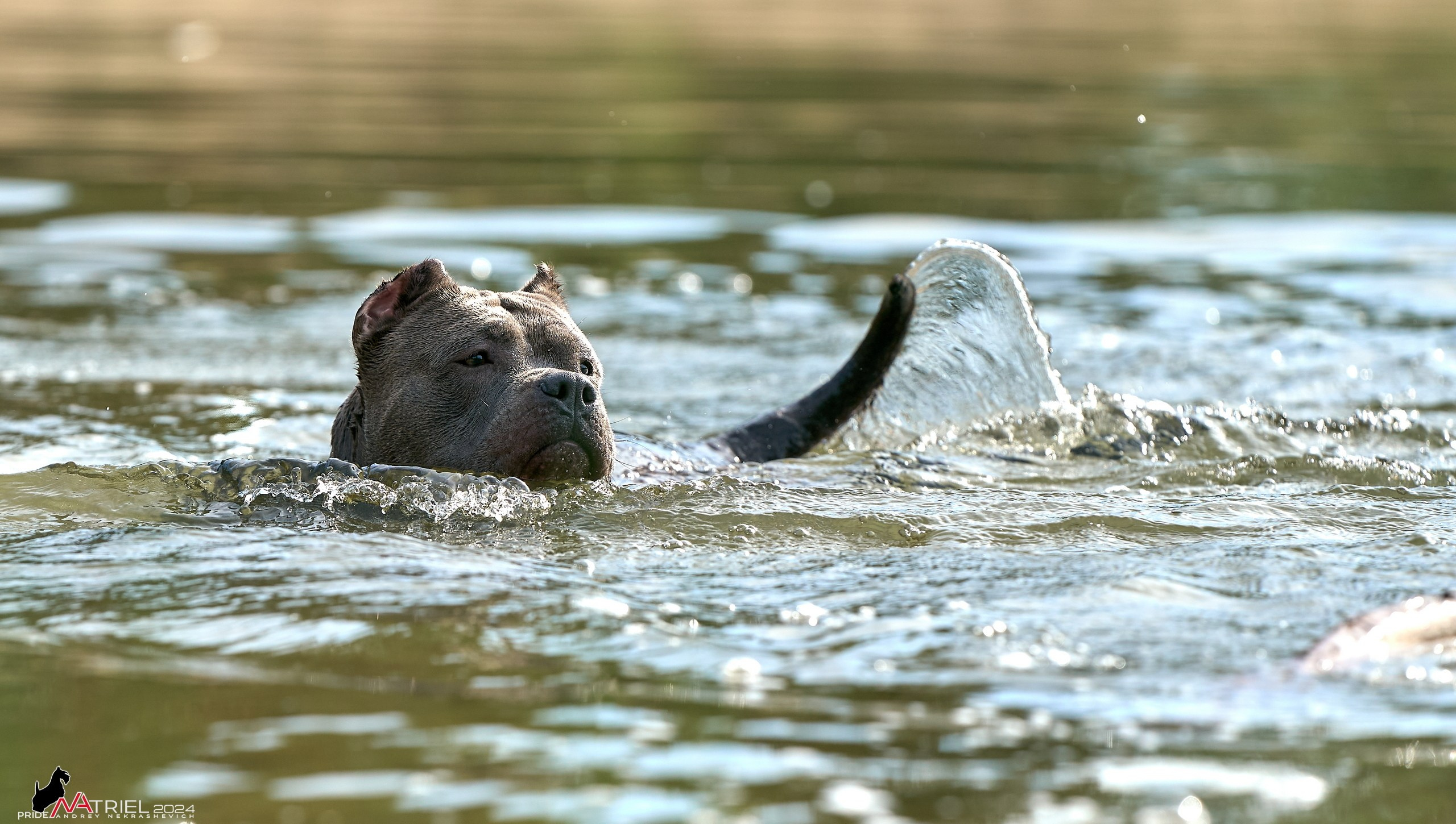 Фотопрогулка с булли