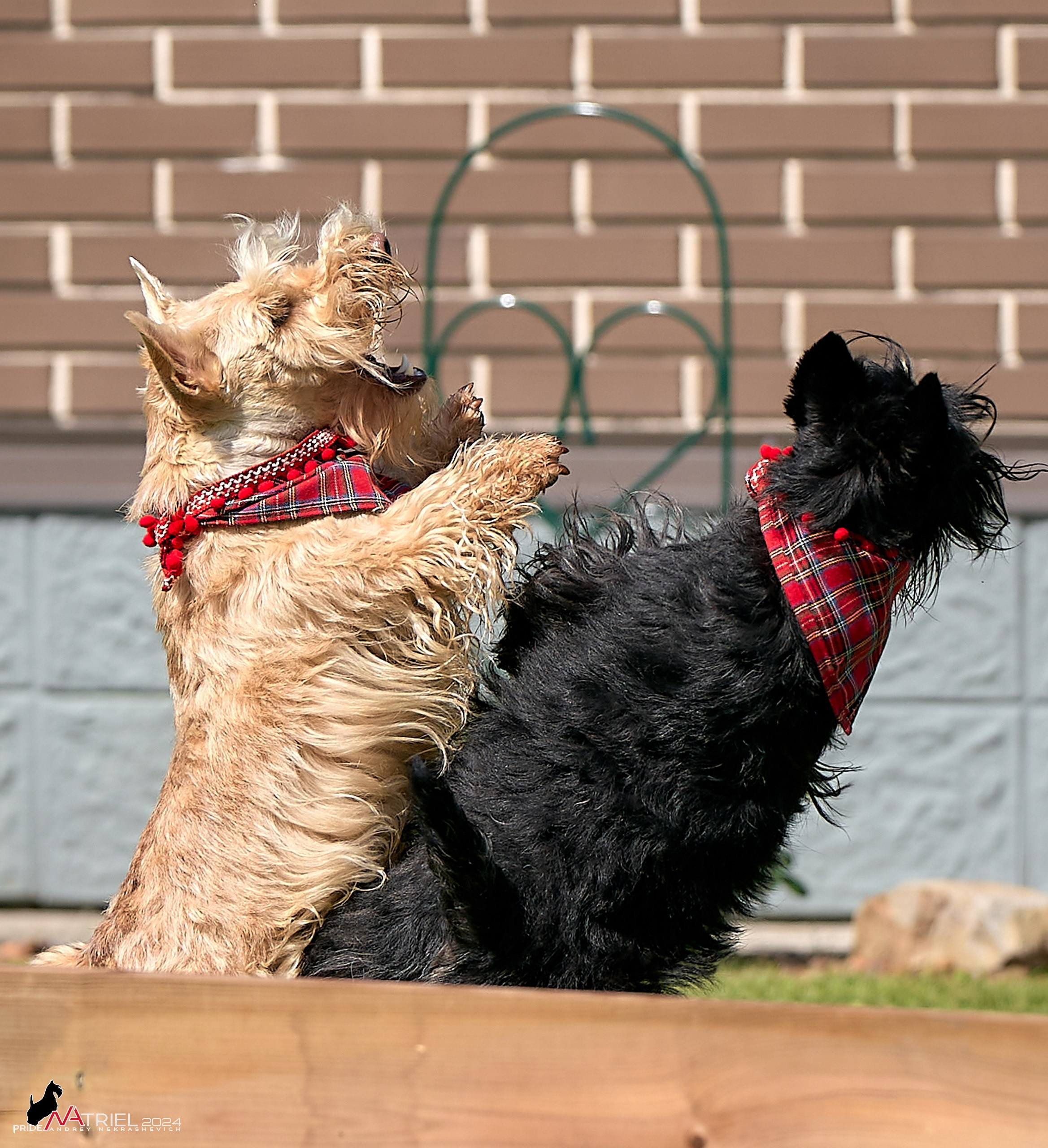 Скотчесемья «ИмпериалИти»