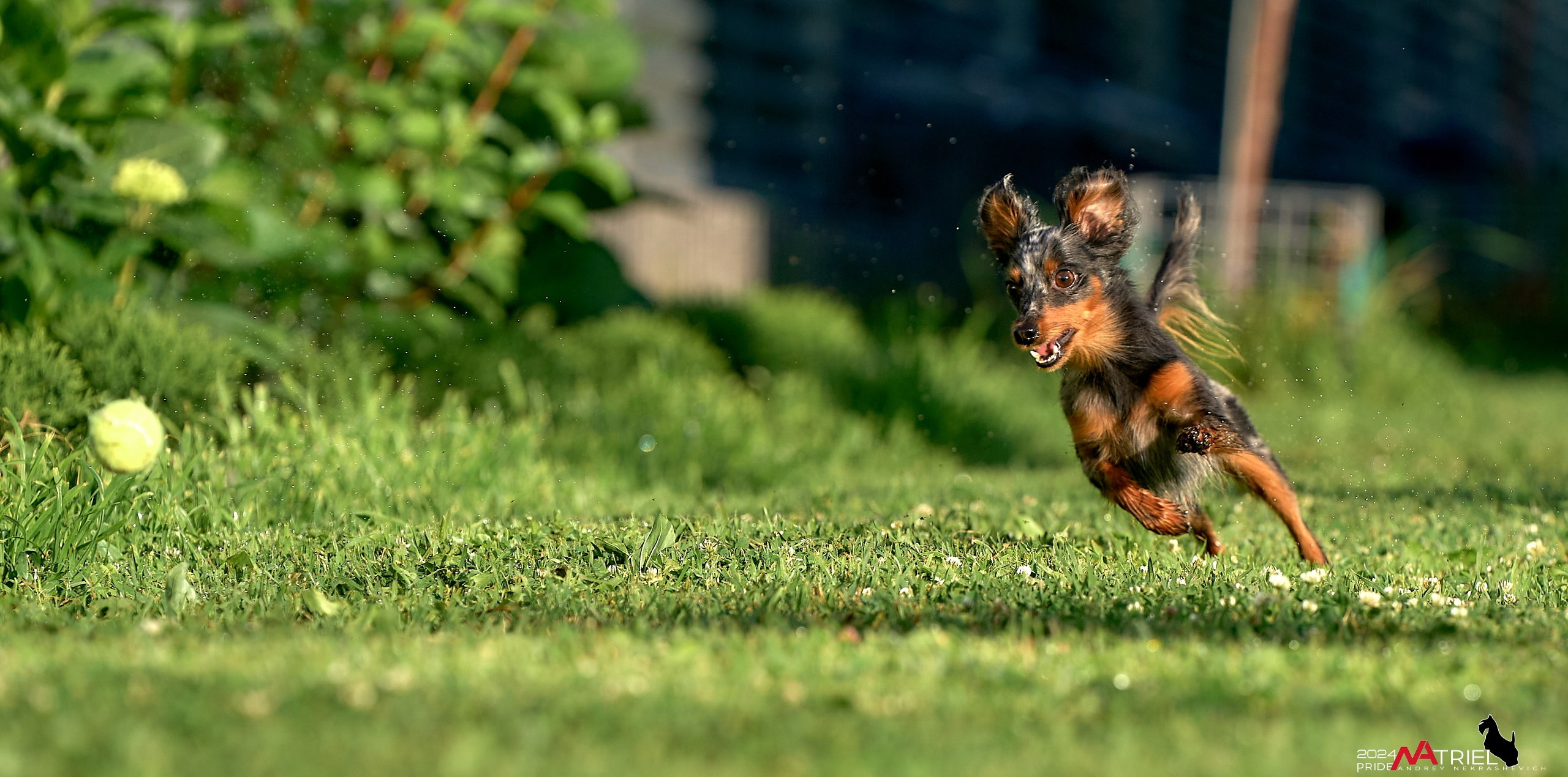 Фотопрогулка с крысариками