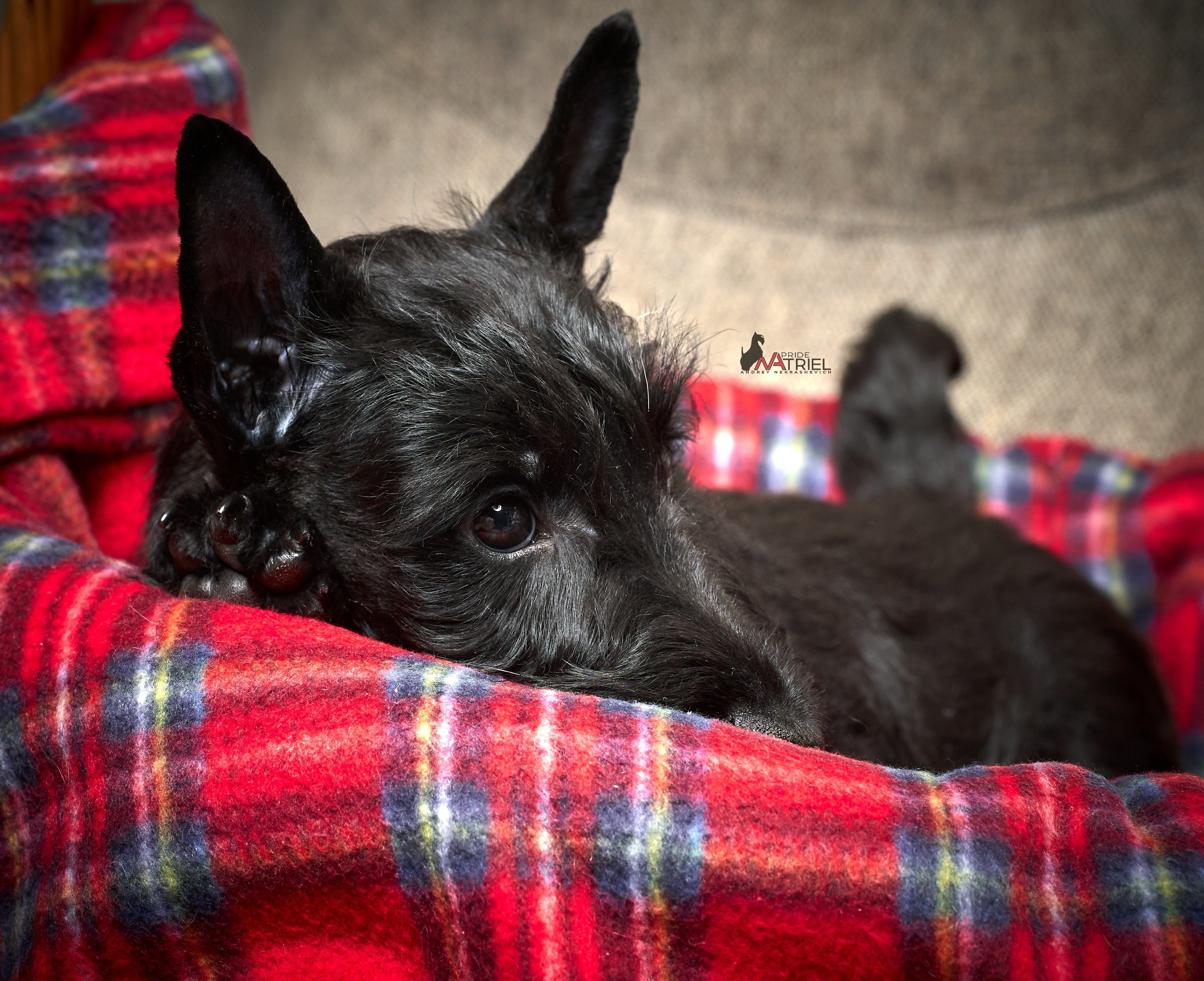 Щенки дома — галерея NATRIEL