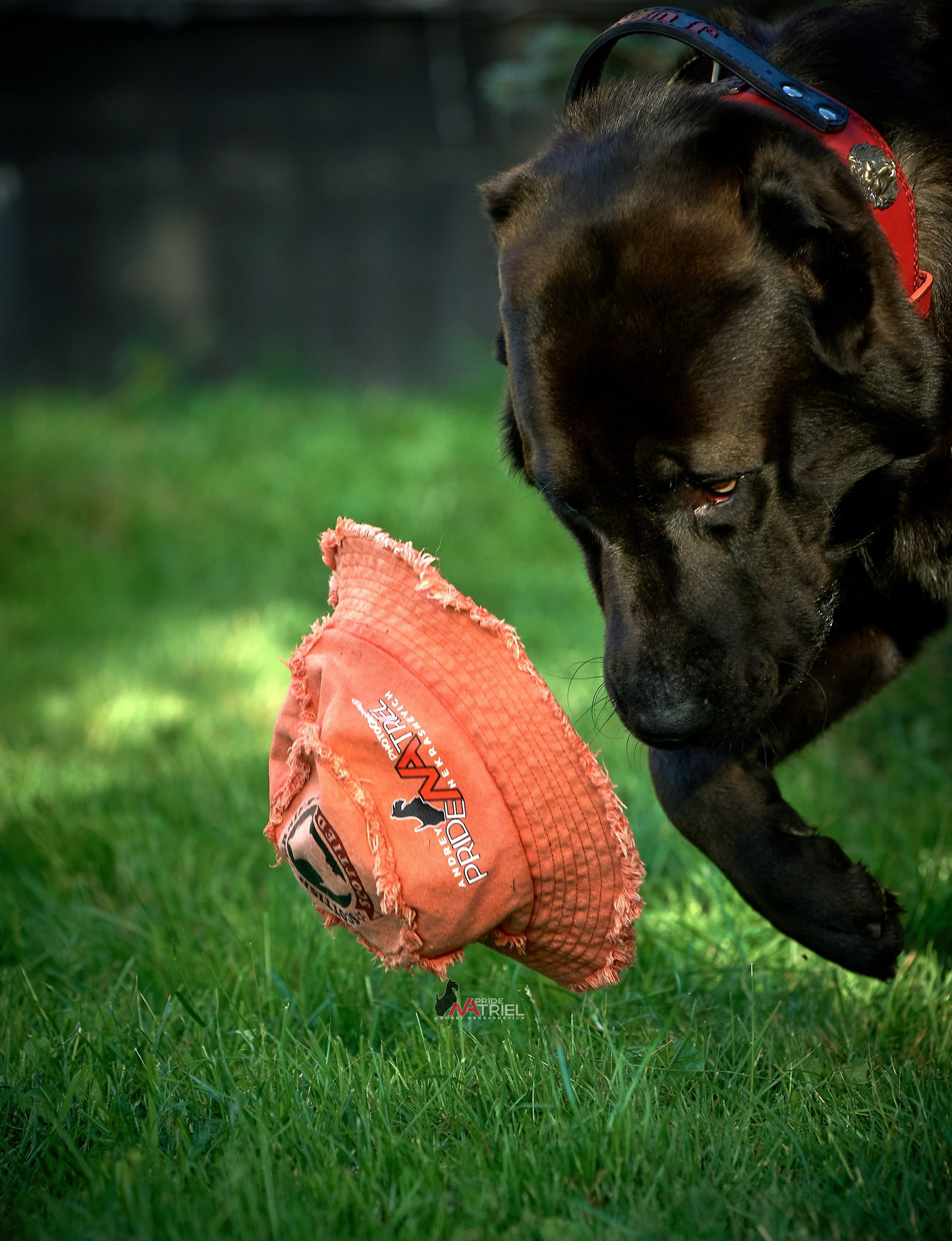 Портреты собак — галерея NATRIEL