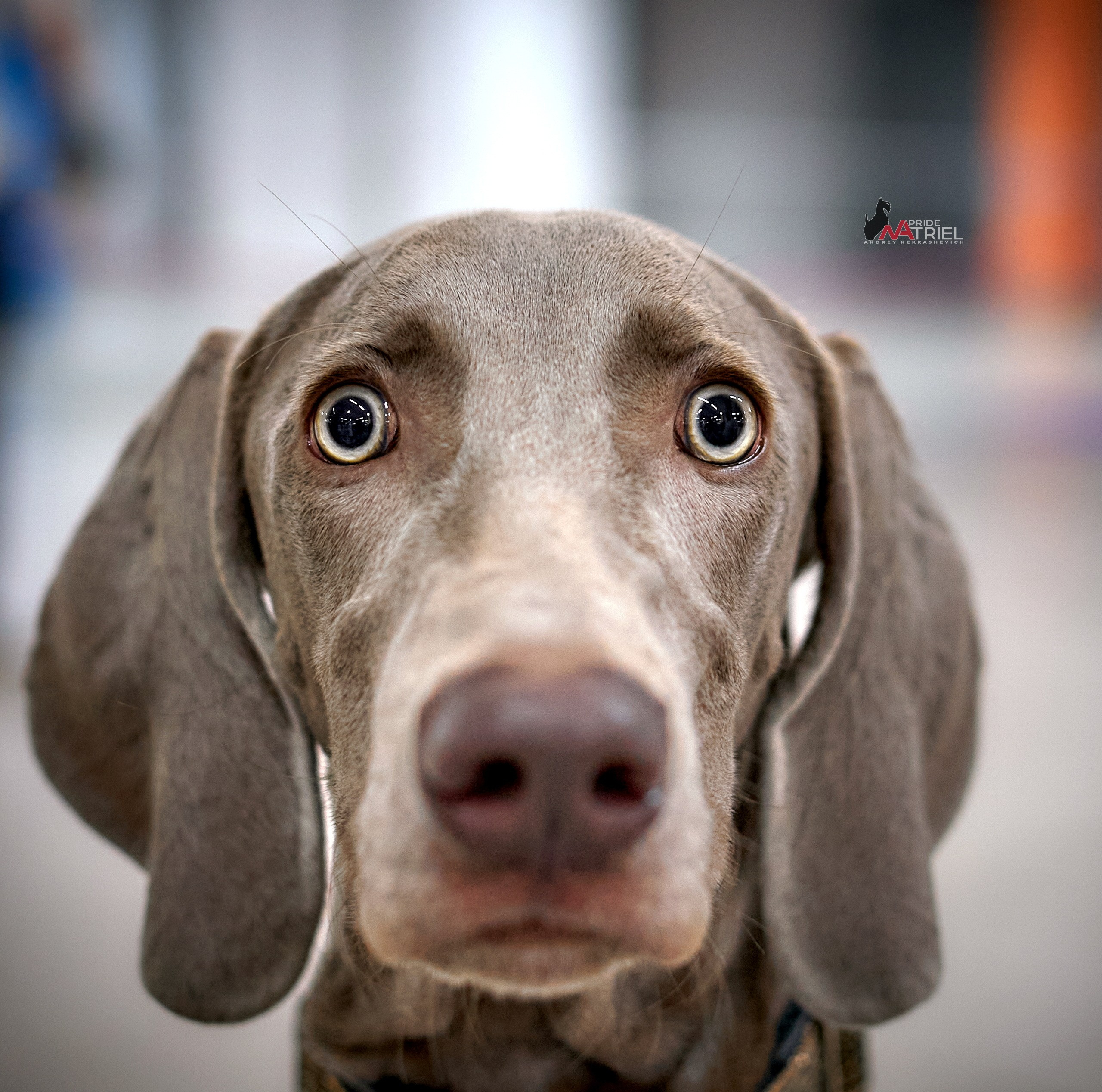 Портреты собак — галерея NATRIEL