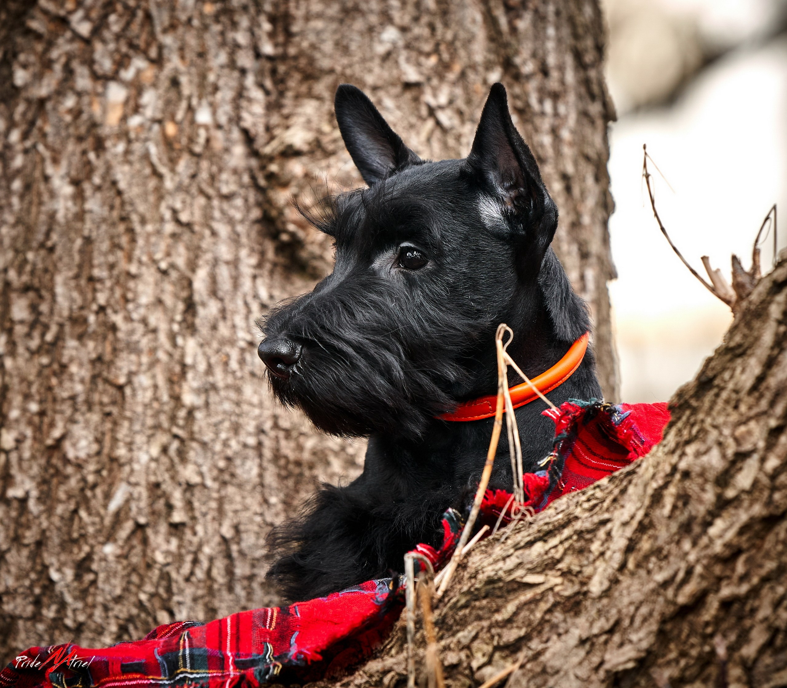 Щенки на прогулке — галерея NATRIEL