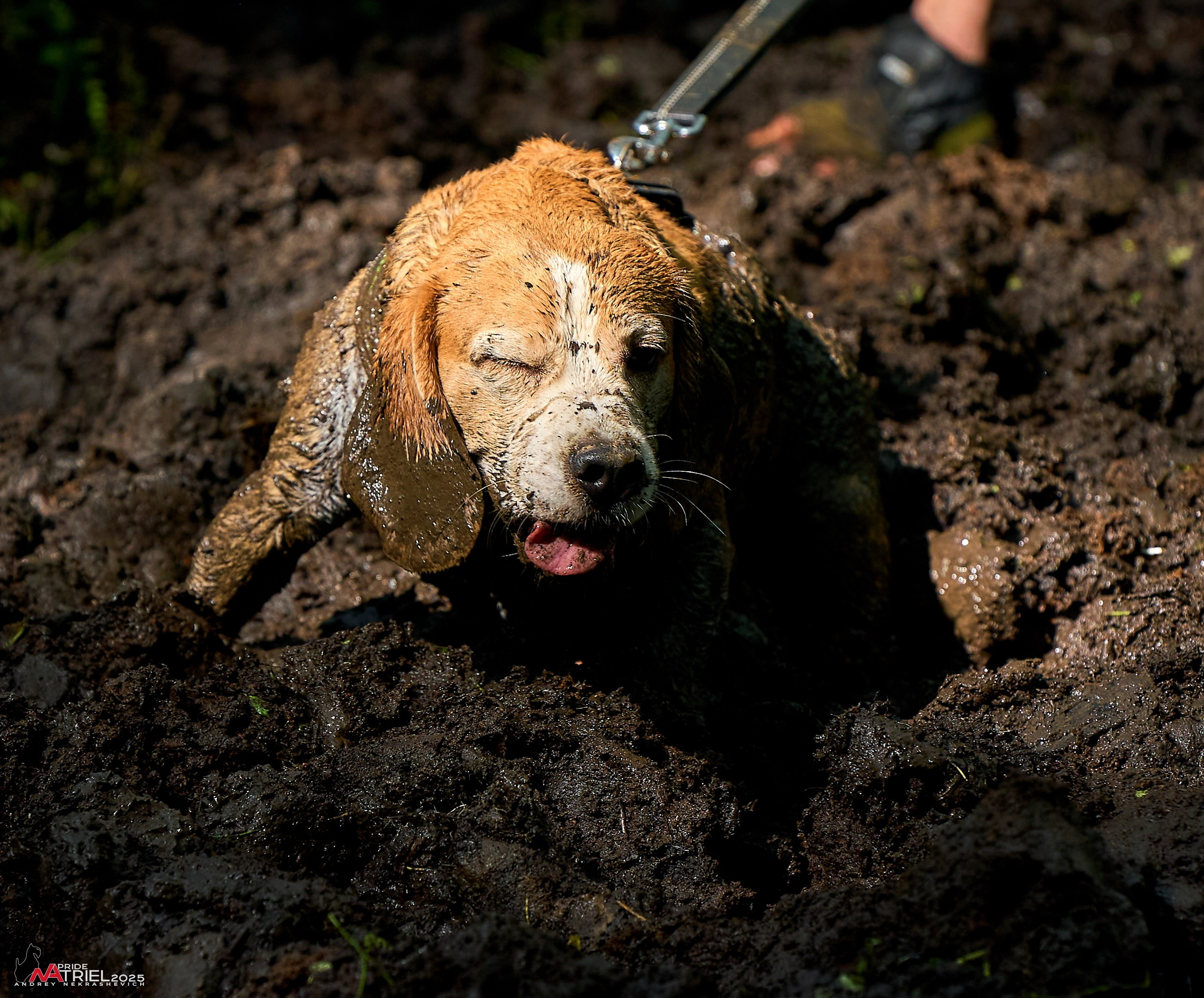 Russian Extreme Dog Trail — 2025