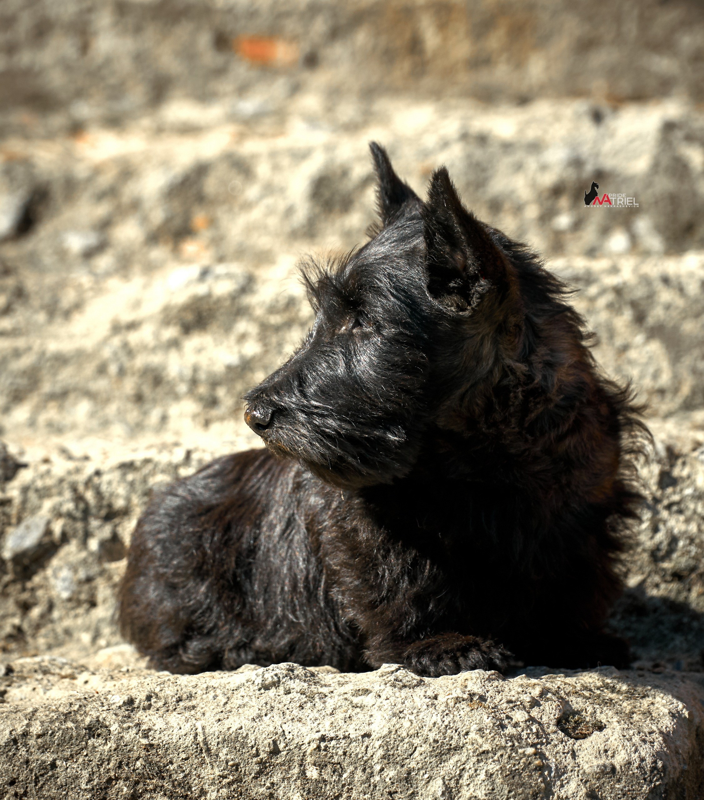 Щенки на прогулке — галерея NATRIEL