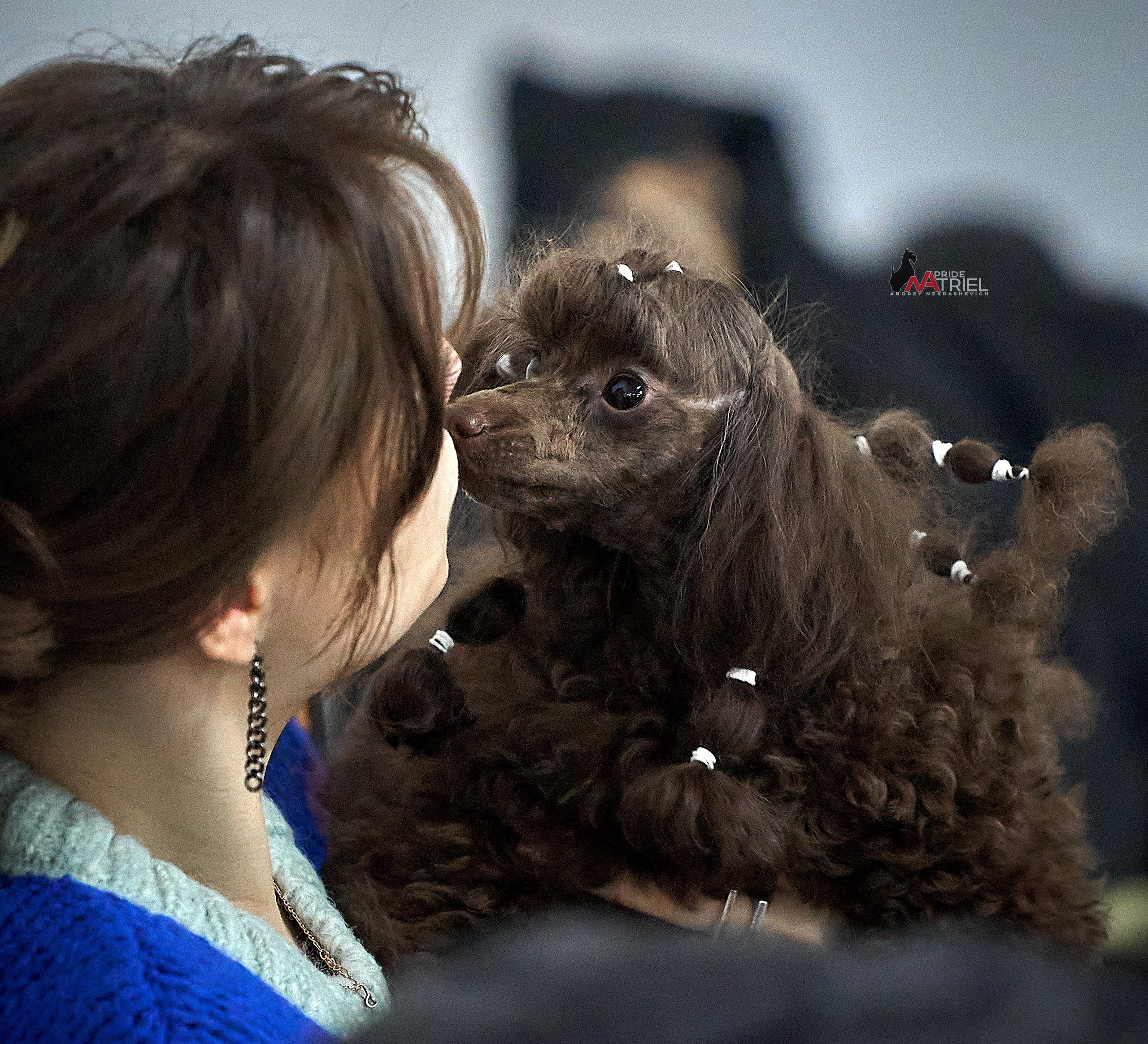 Собаки и Люди — галерея NATRIEL