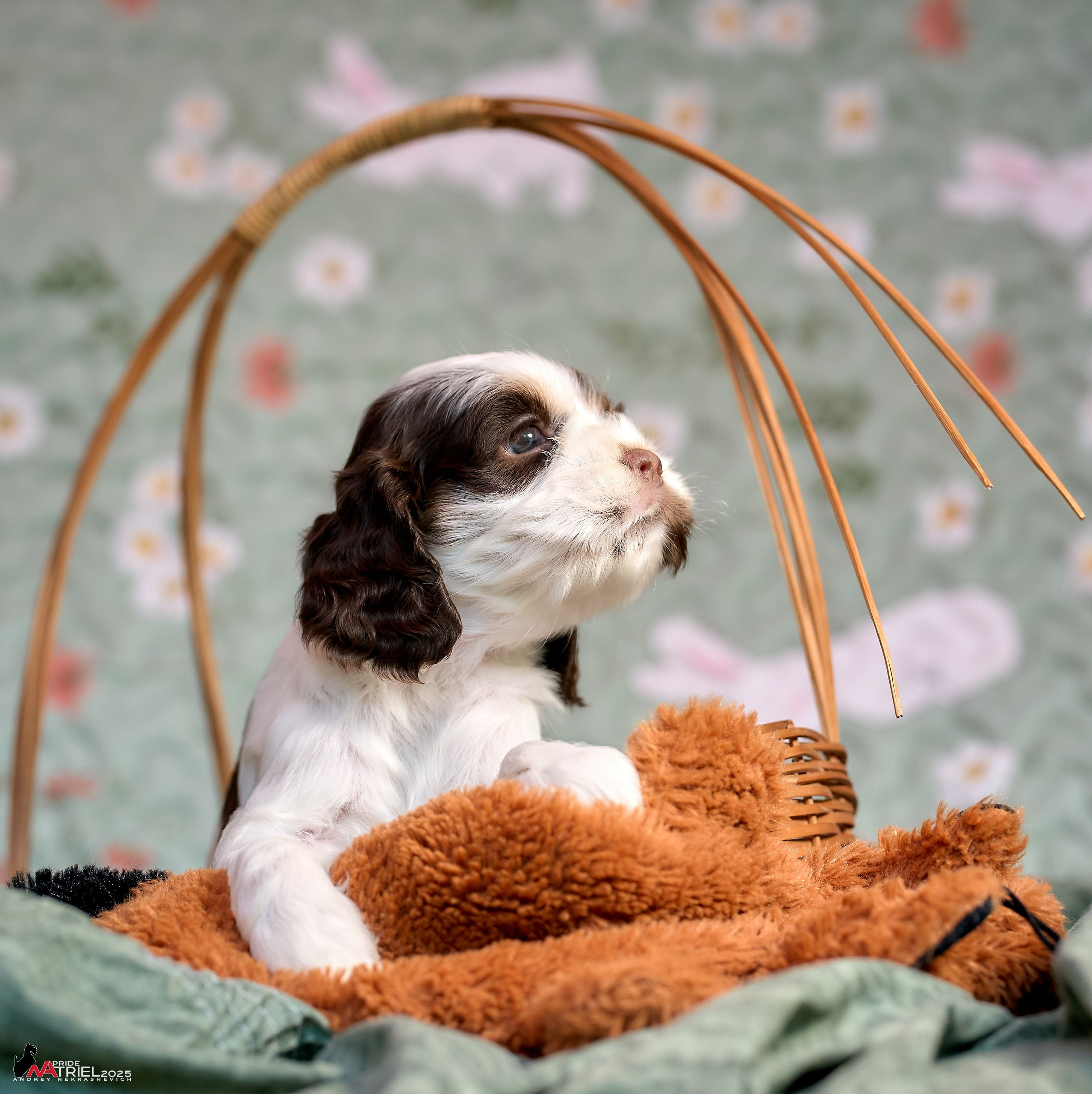 Щенки АмКокеров