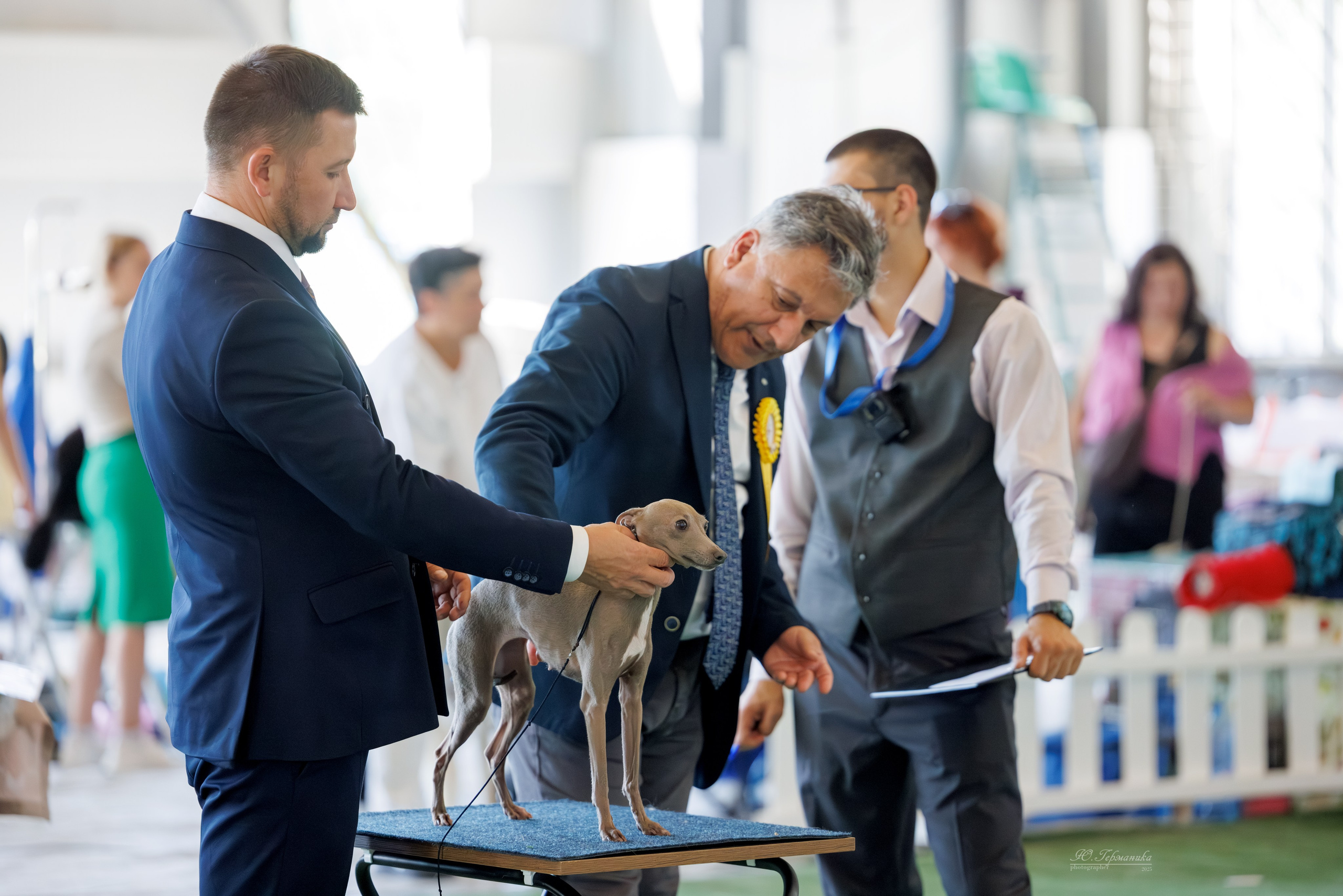 Батуми 3хCACIB 27-29.06.2025. Фотограф-анималист Юлия Германика