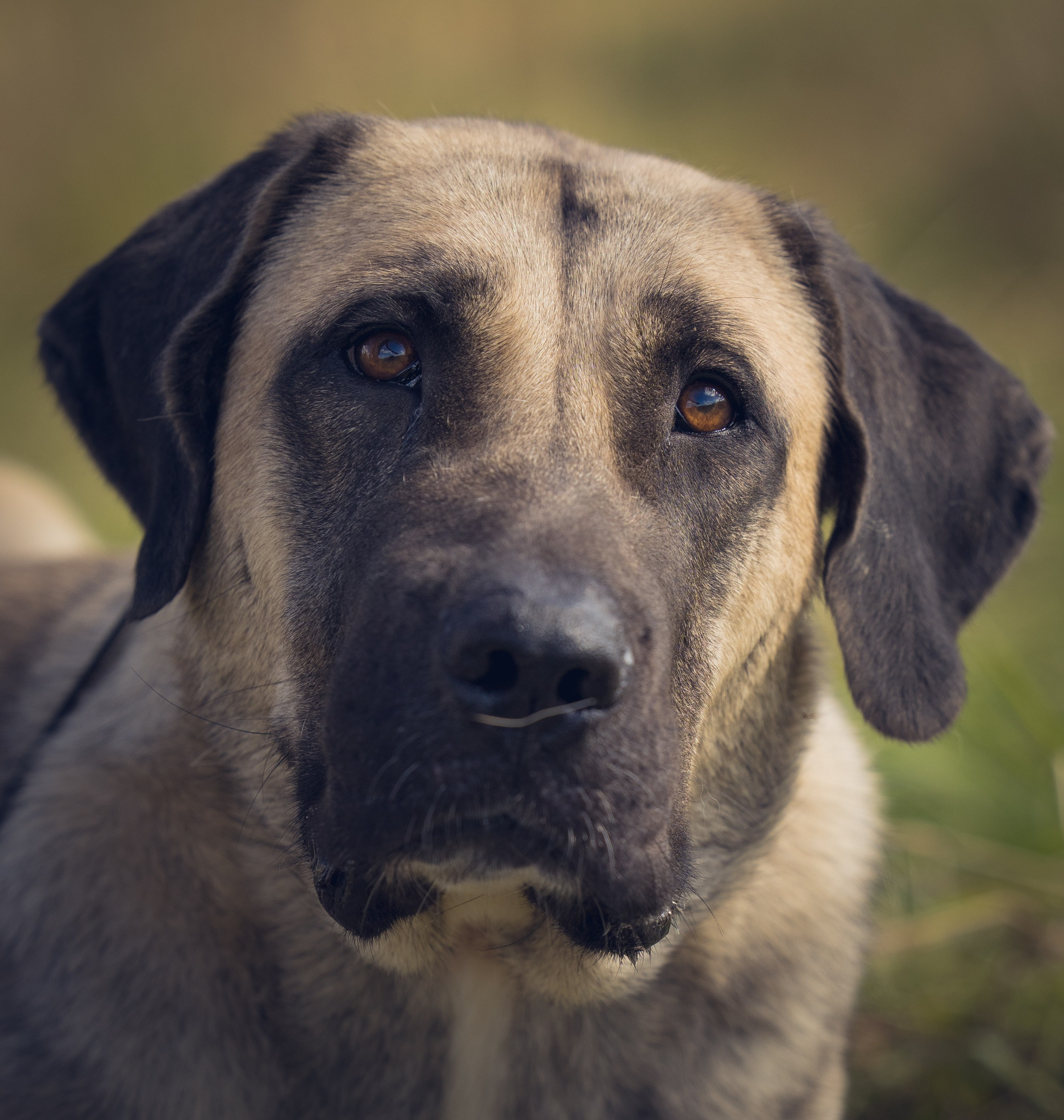 В питомнике. Виктория Михайловская. Фотограф-анималист. Москва