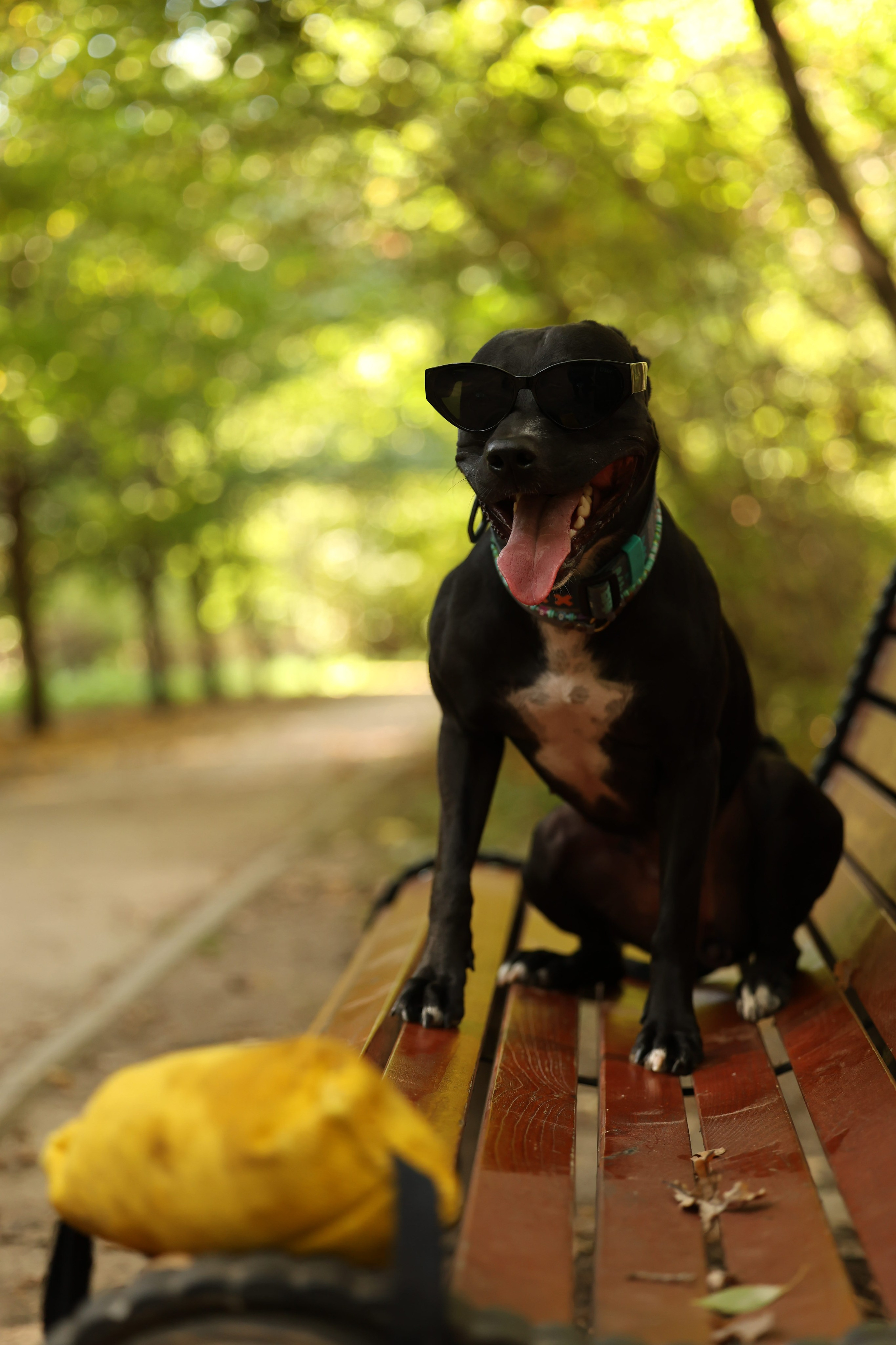 Алена и Бора. Виктория Михайловская. Фотограф-анималист. Москва