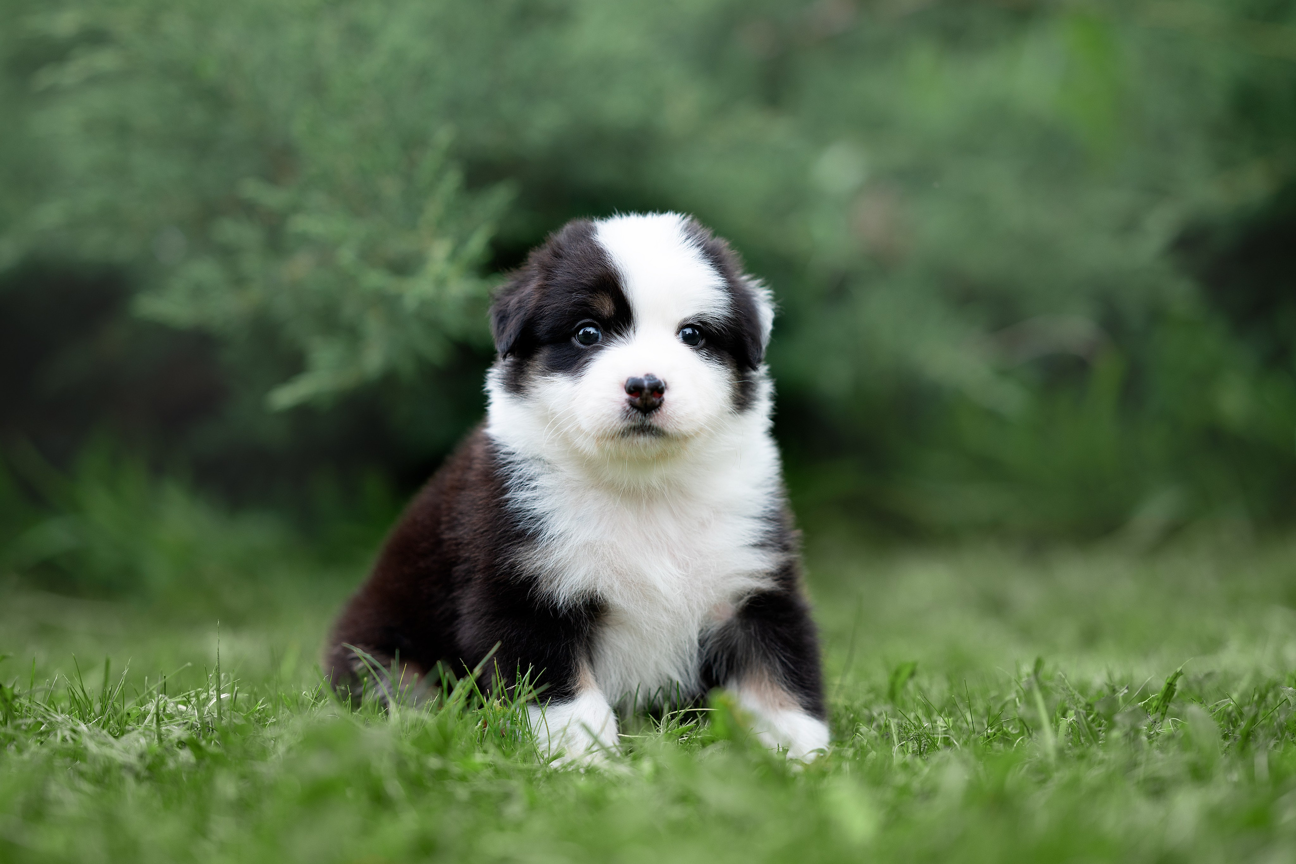 Заводчик Елизавета Степанова. Творческий фотограф Вологда