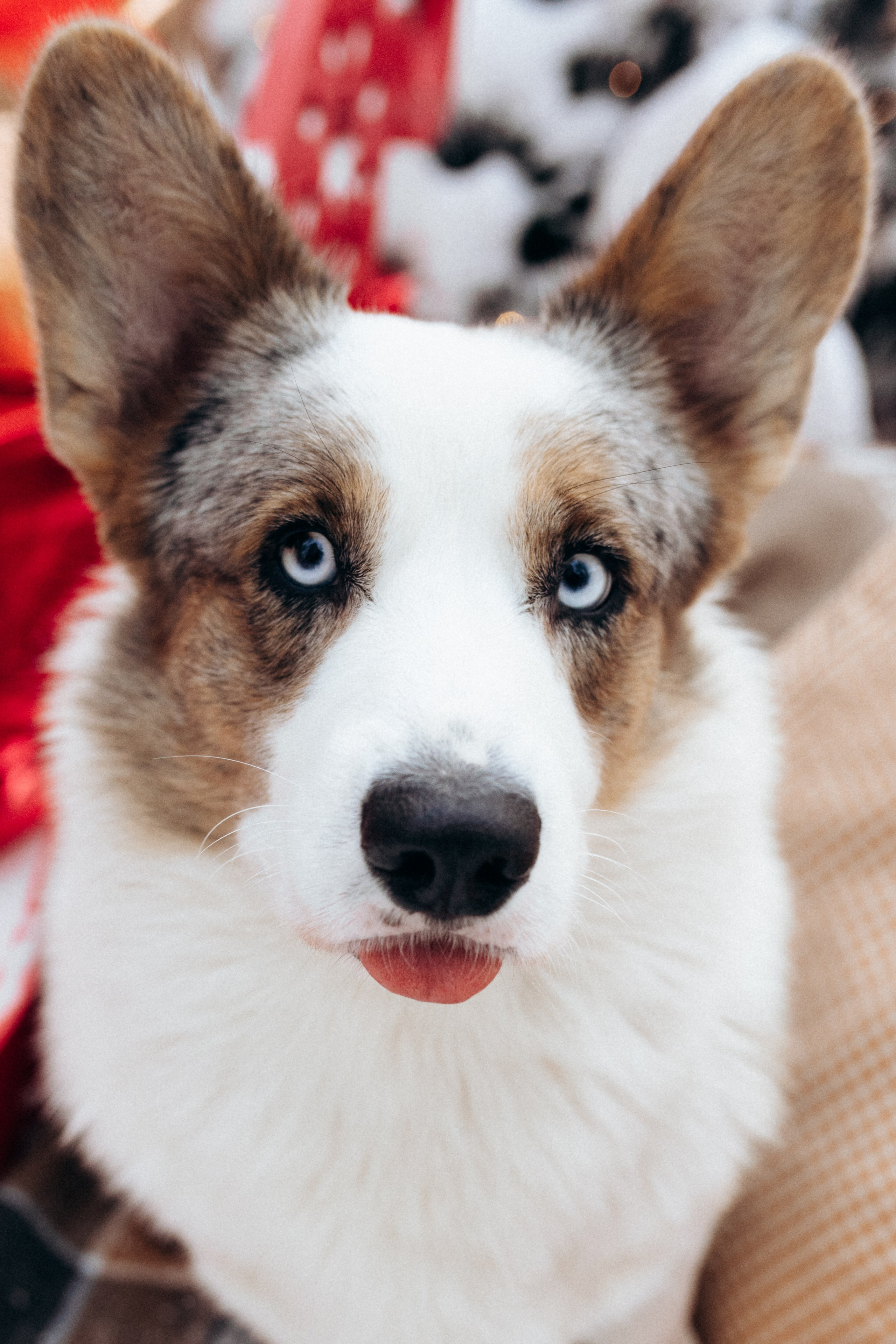 Маша и Дэф. Фотограф анималист в Москве Ольга Агушева
