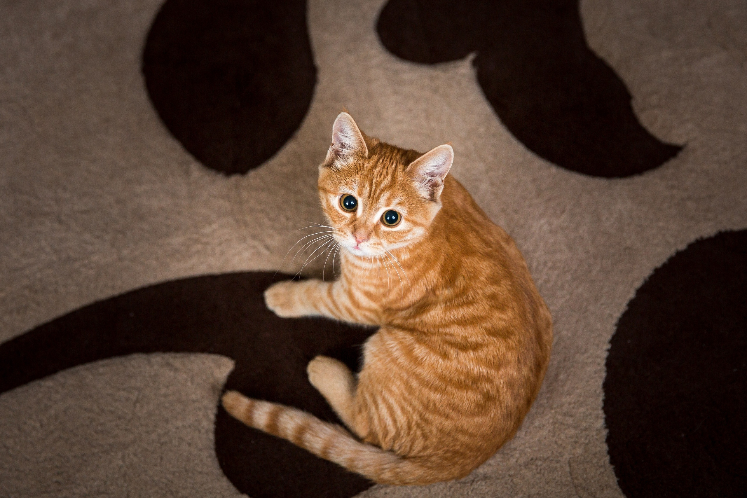 Анастасия и Евгений. Свадебный, семейный и детский фотограф в Алексеевке Анастасия Ковальчу