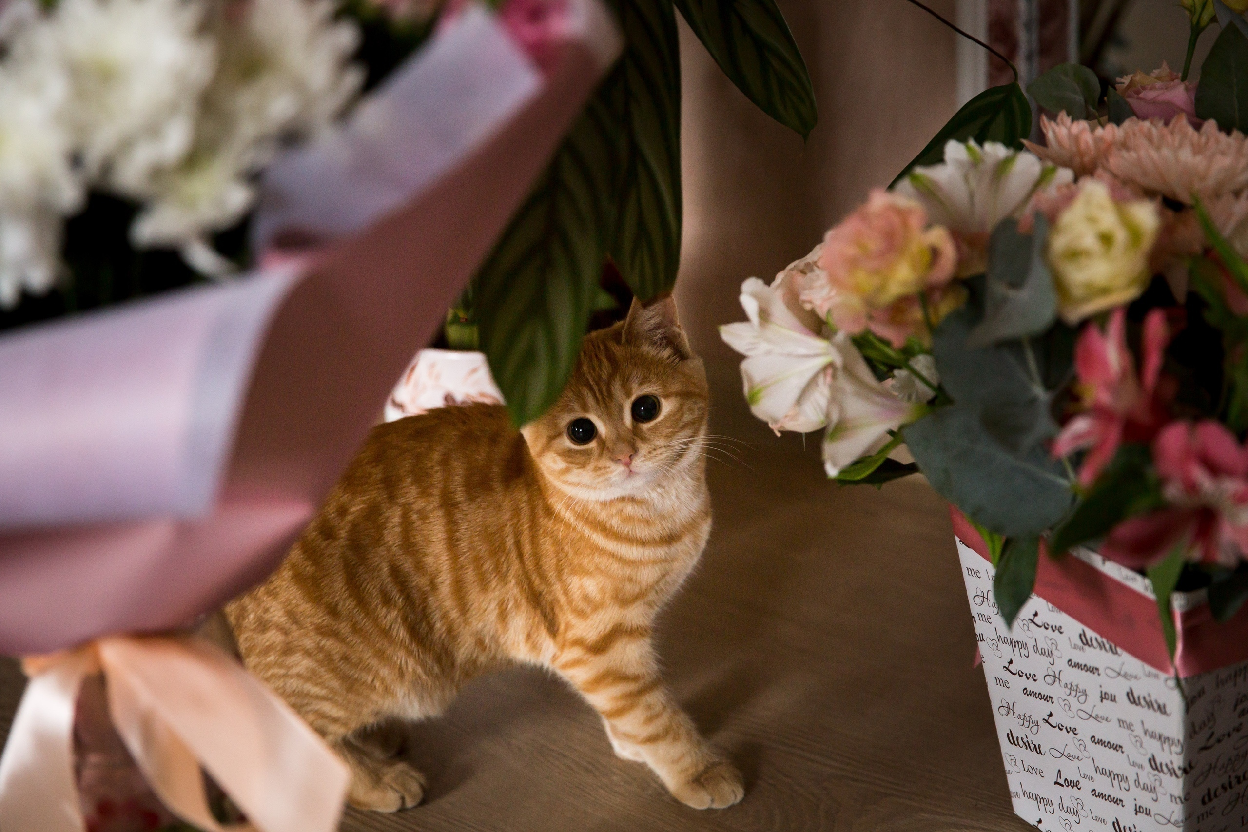 Анастасия и Евгений. Свадебный, семейный и детский фотограф в Алексеевке Анастасия Ковальчу