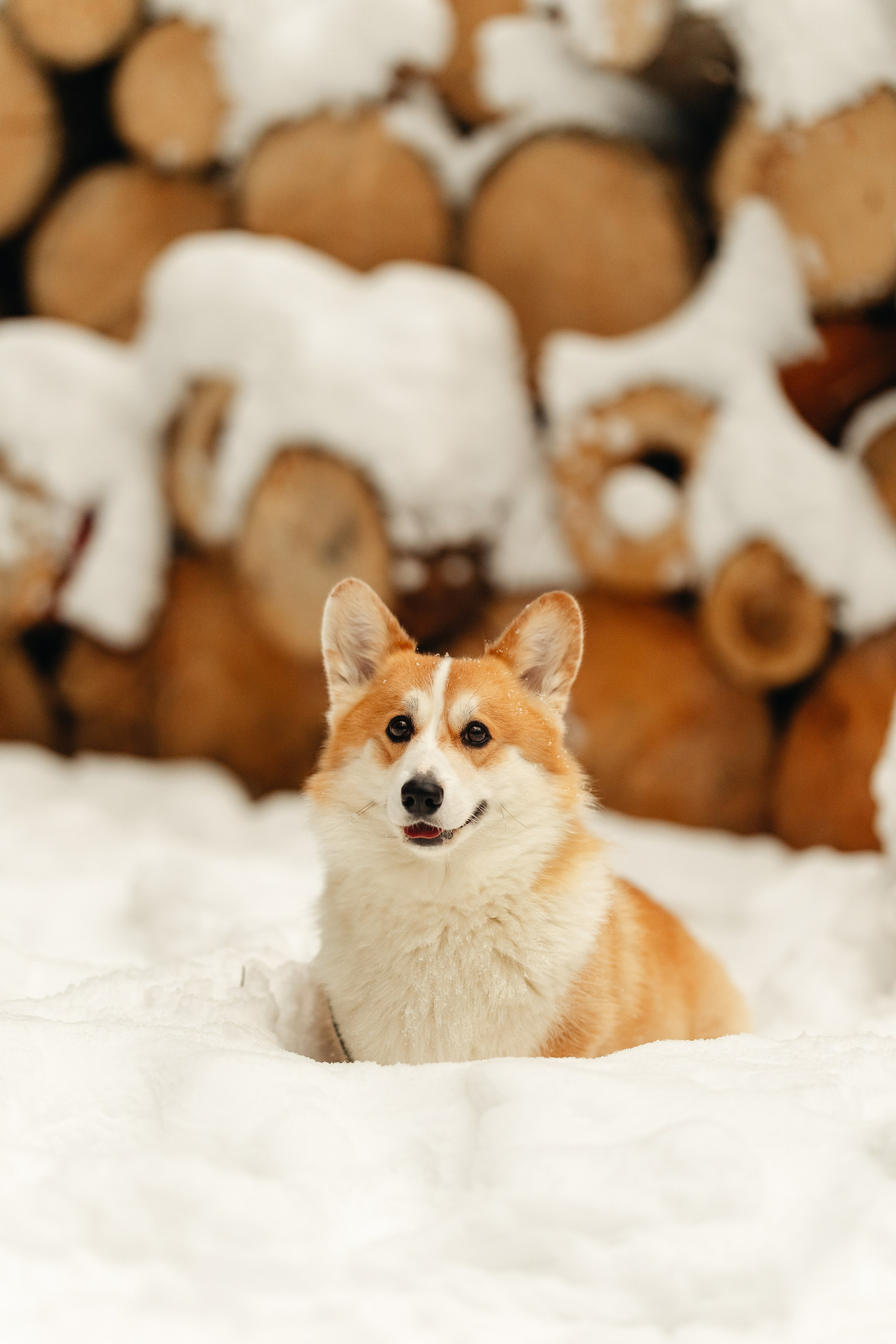 Ирина и малыш Бакс. Ирина Бешляга. Фотограф в Москве и по всей России