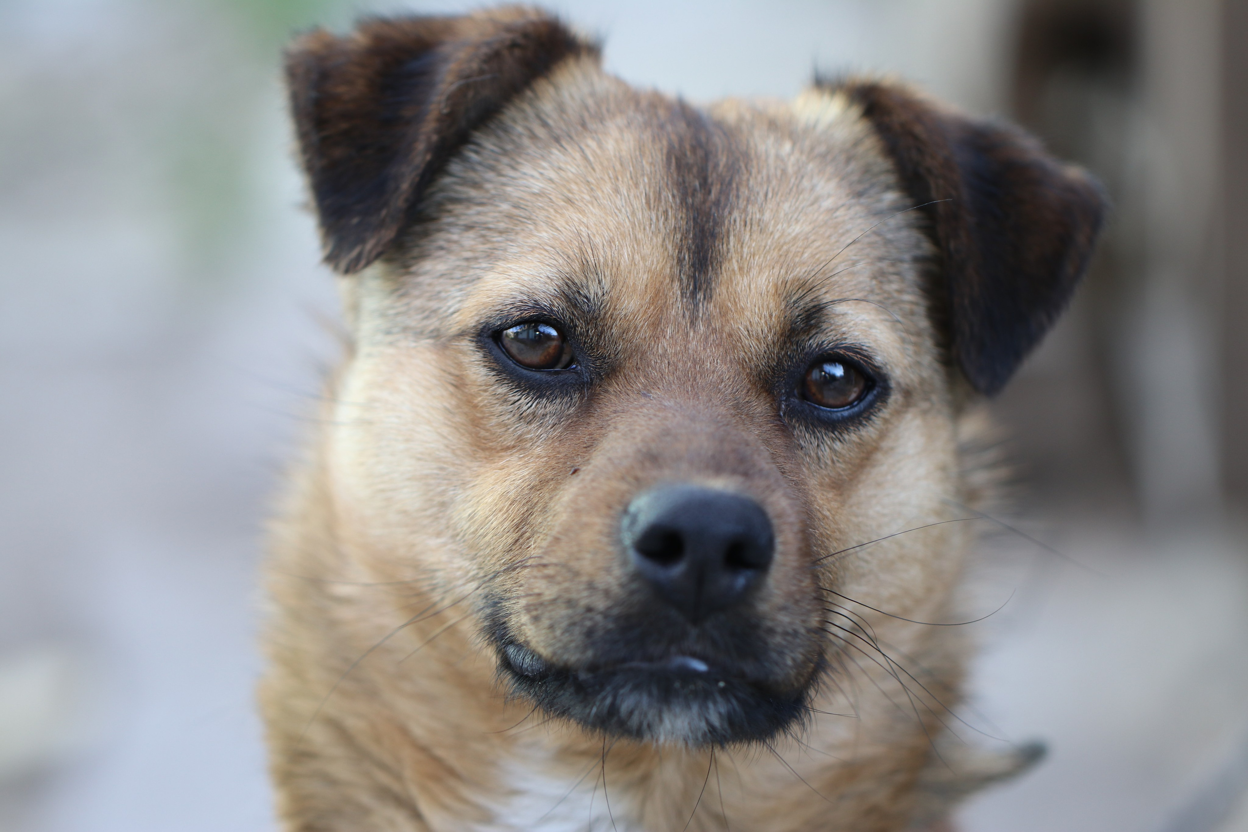 Крым. ЮБК (Бахчисарай, Кастрополь, Таракташская тропа). Май 2021. Путешественник-фотограф из Санкт-Петербурга Татьяна Свистулина