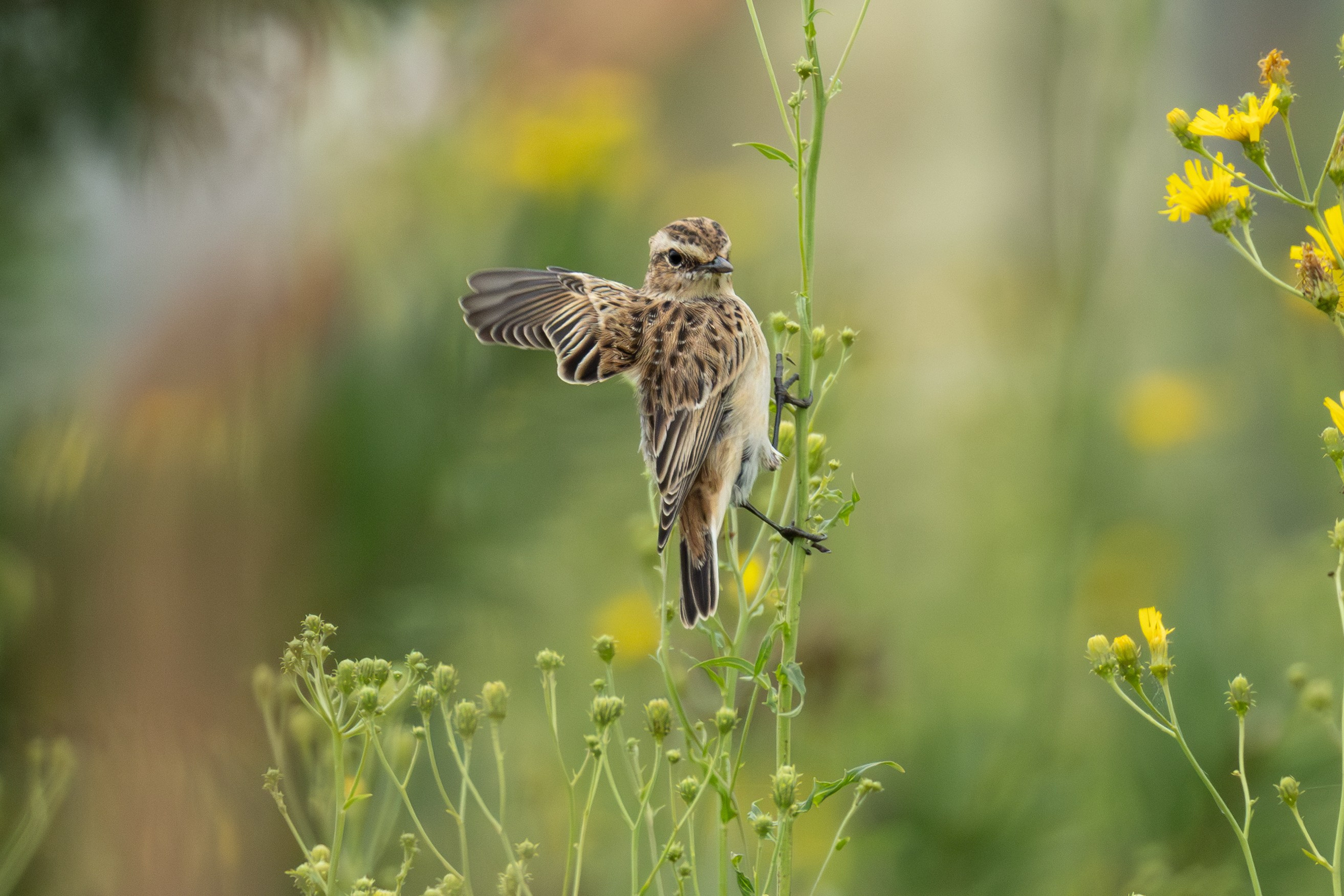 Птицы СНТ «Подлесье». Птицы парков г. Люберцы