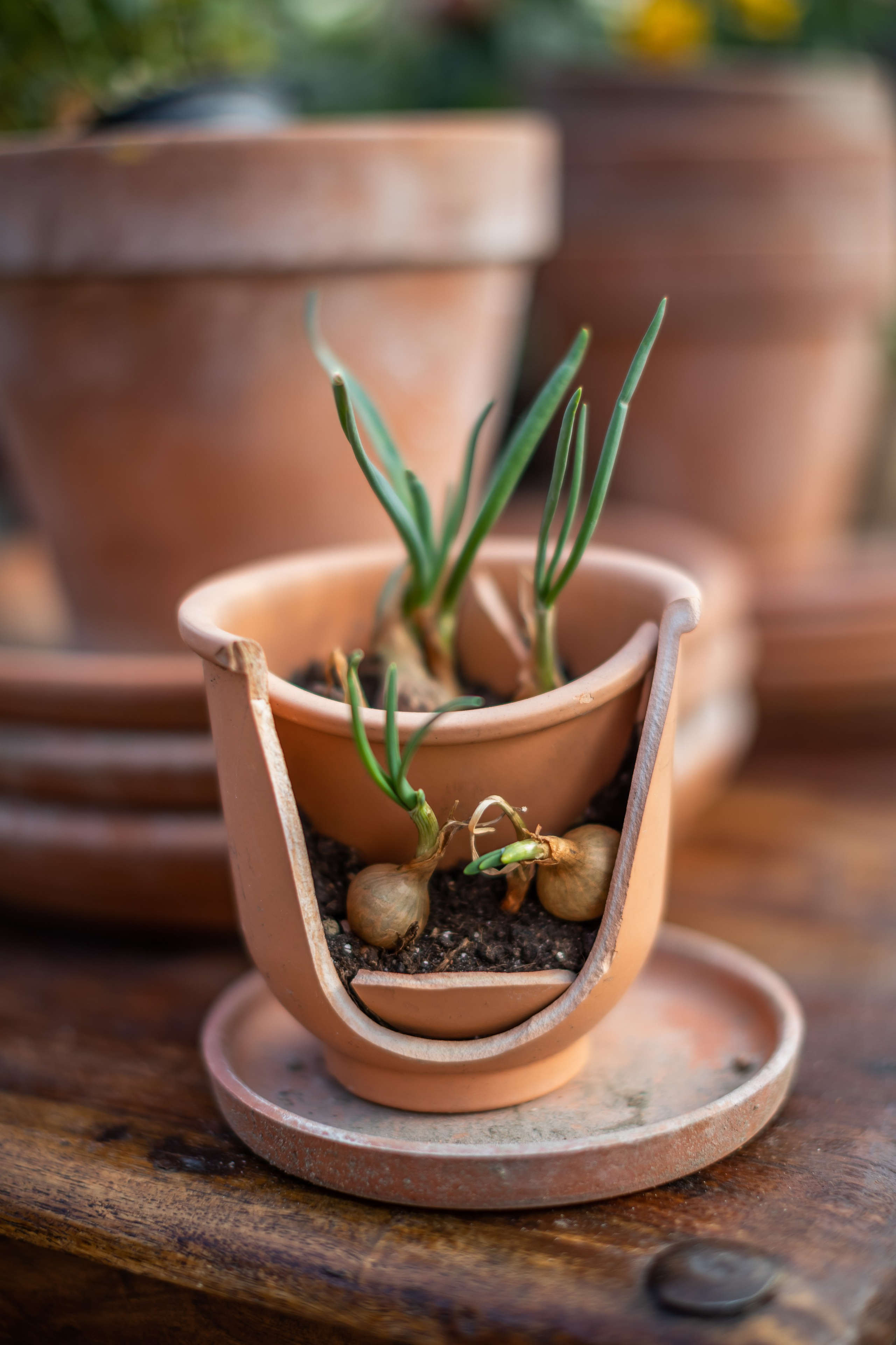 Съемка для проекта: Театрализованный ужин «Один летний день» в отеле Wawelberg. NesterovaMaria.ru