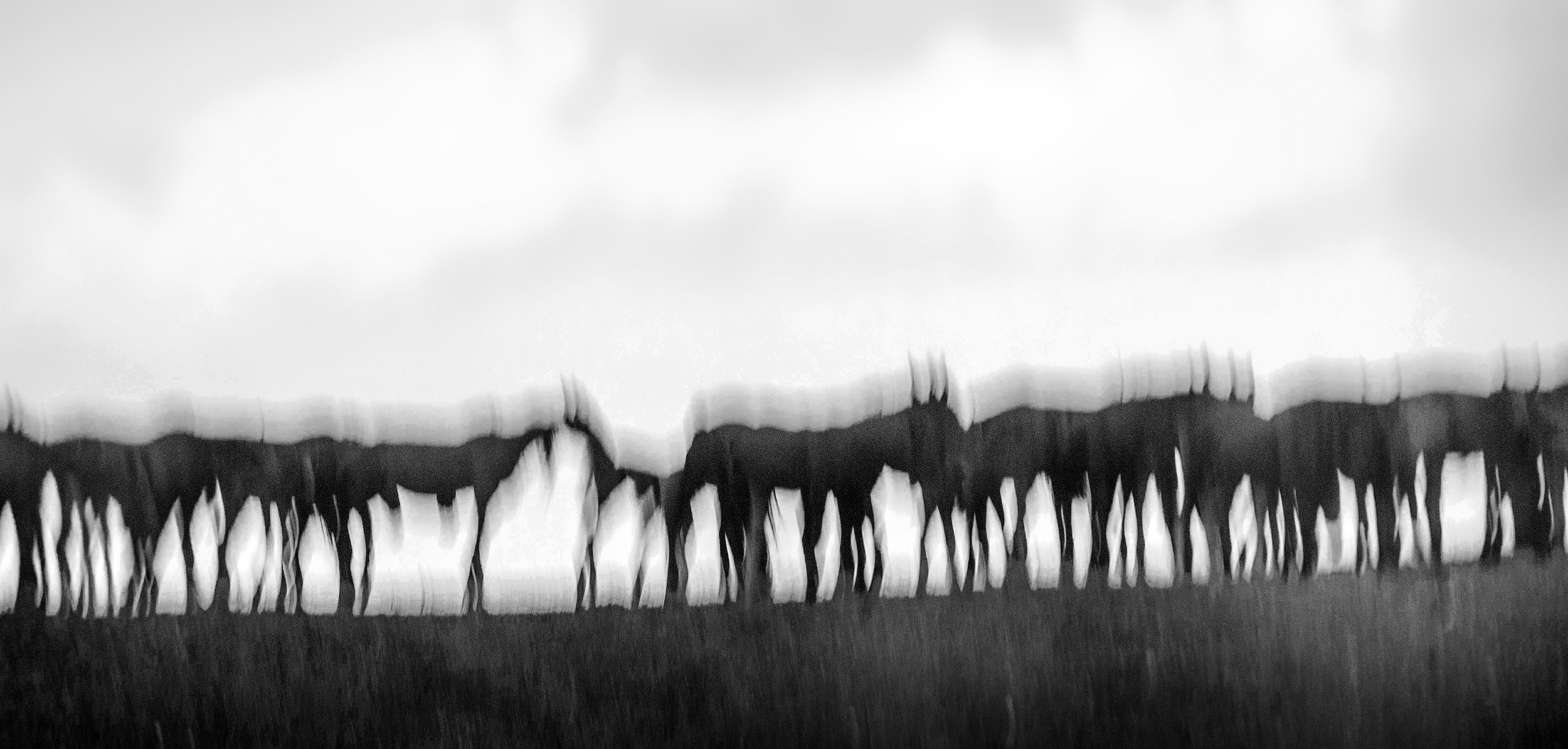 Черно-белая жизнь. Лана Петрова, фотограф