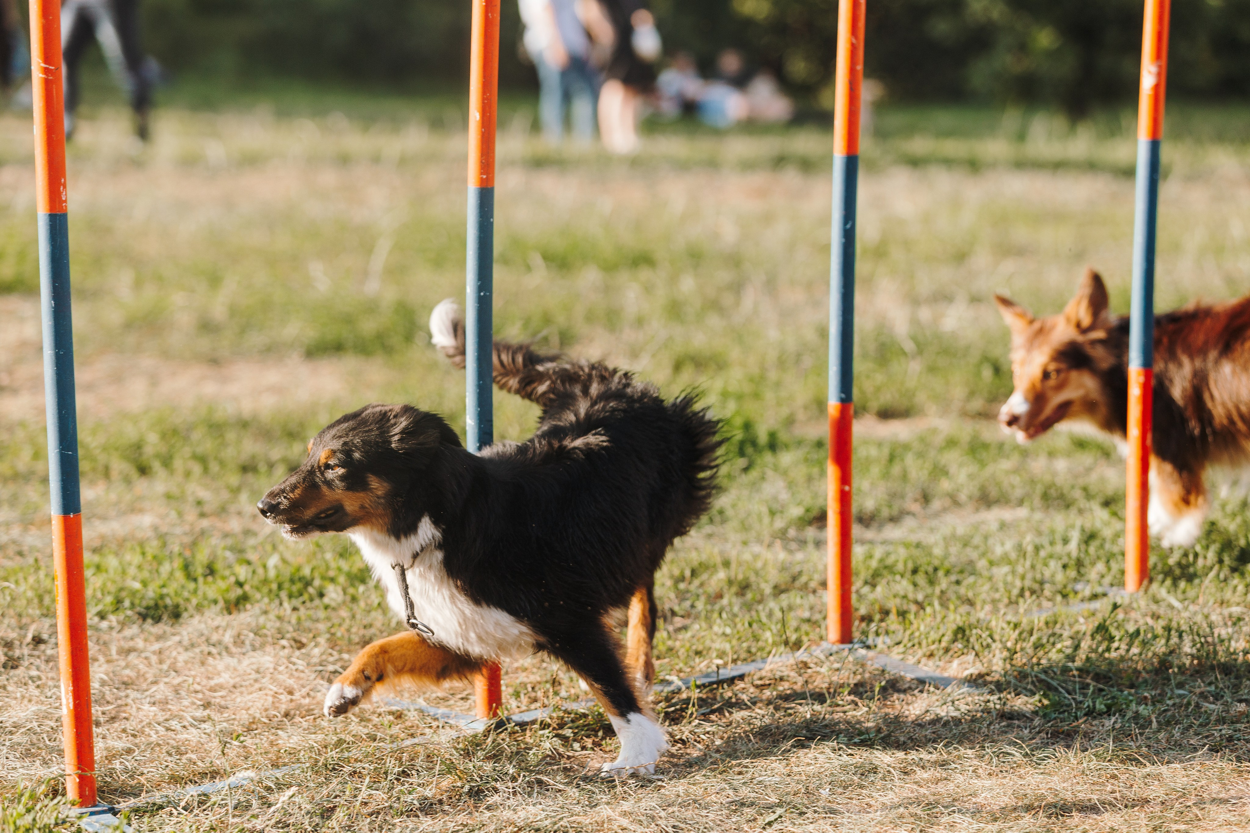 Petshop Sup day. Фотограф анималист Кристина Карпова, Москва