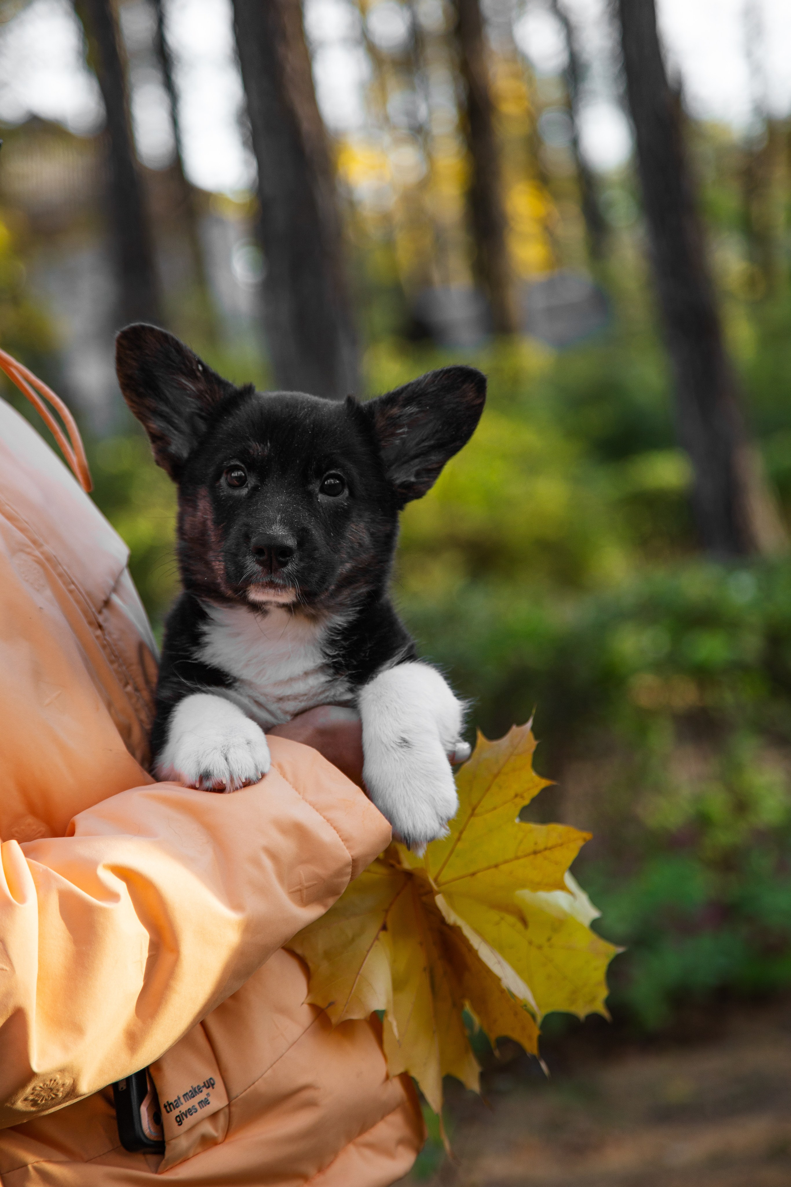 Съемка питомцев. ГЛАЗА РАЗБЕГАЮТСЯ