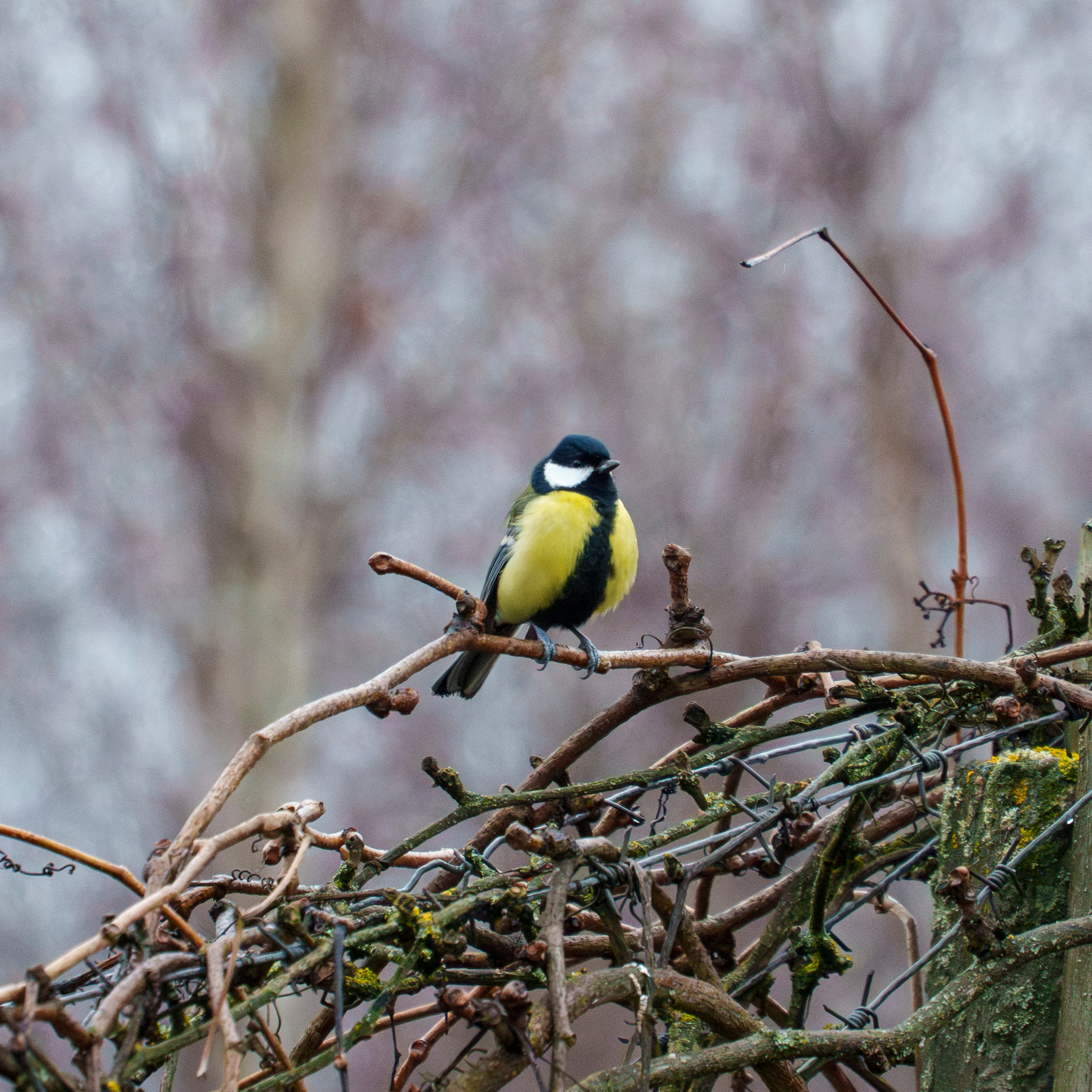 Animals — Животные