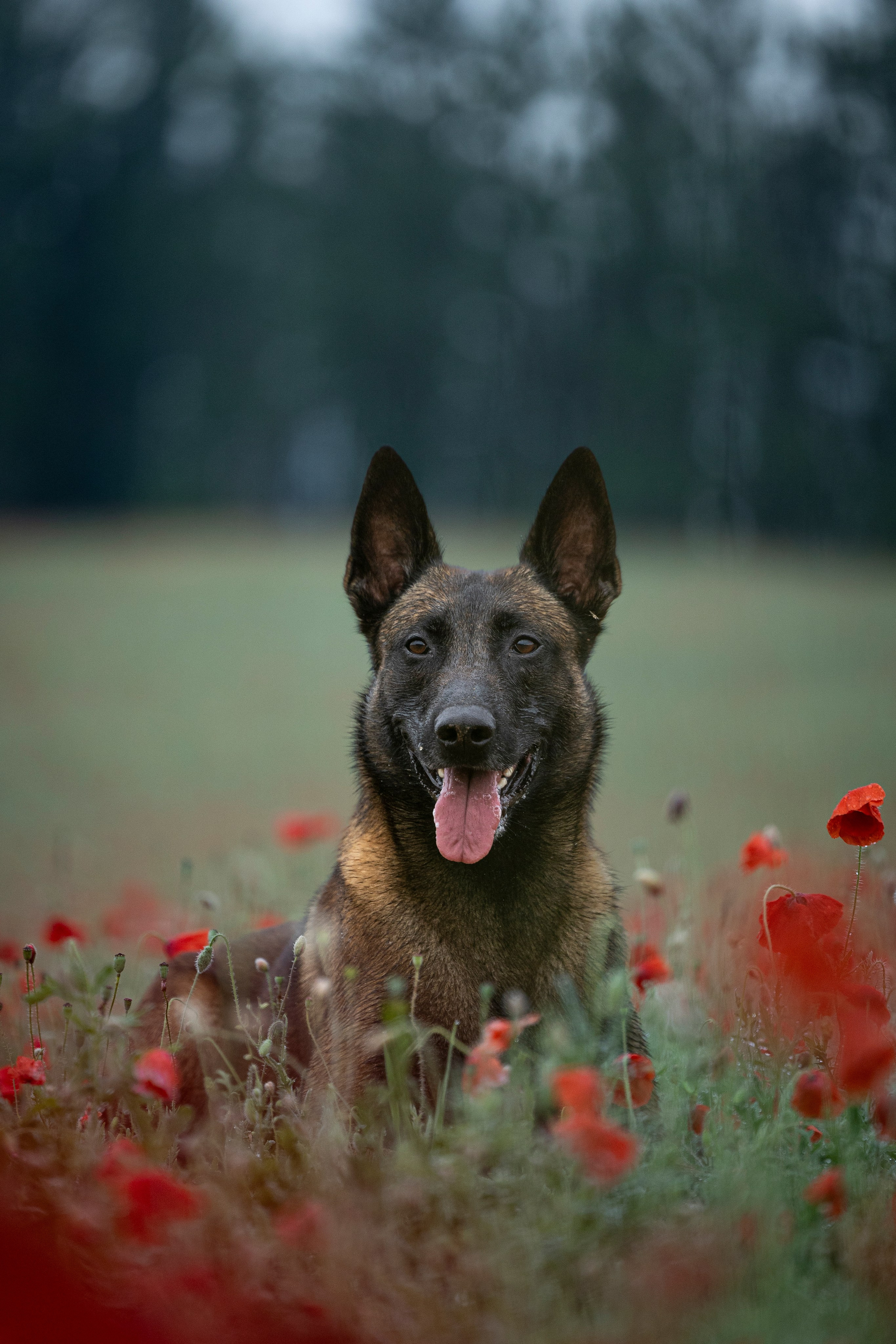 Маковое поле. Фотограф-анималист Анна Маринич