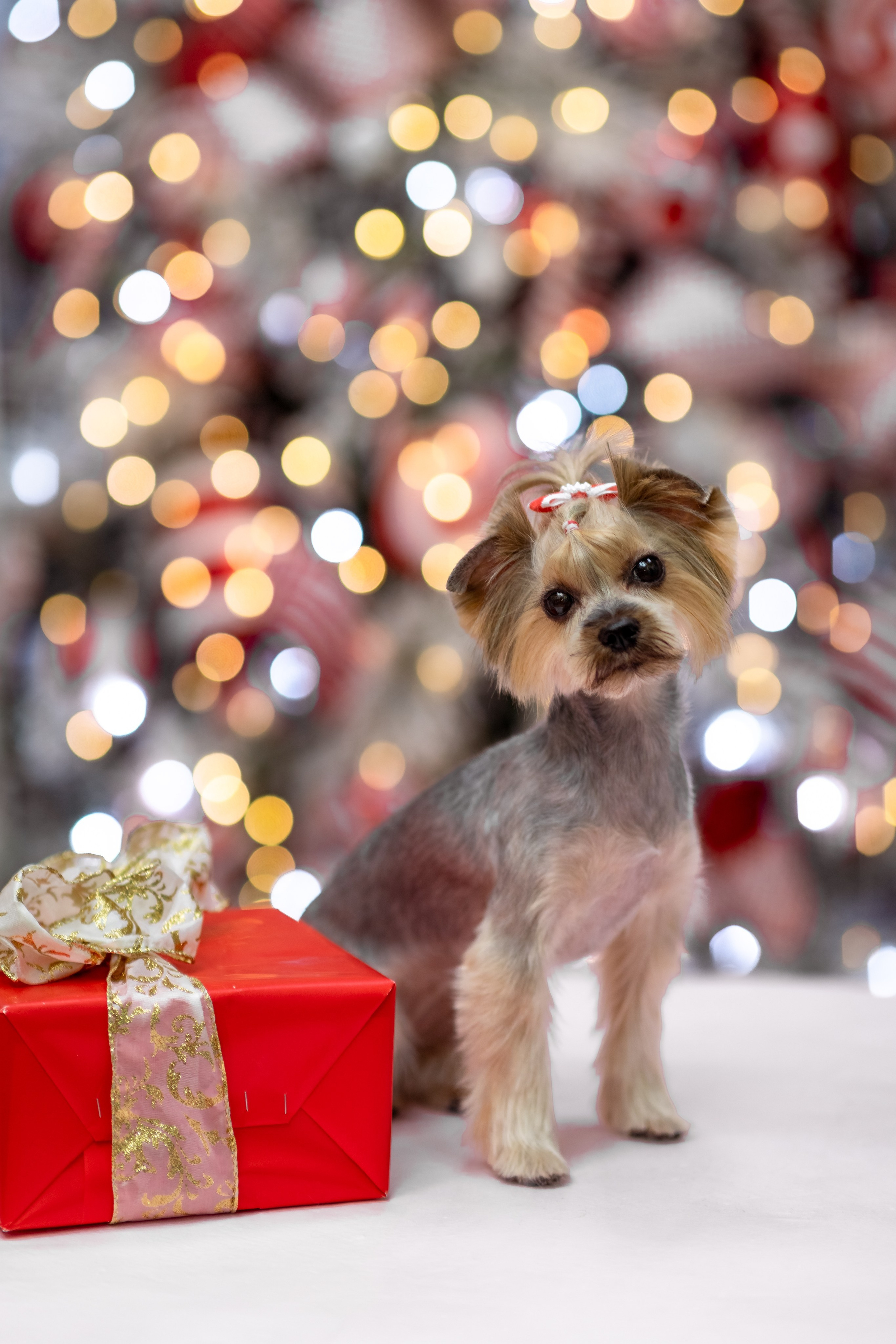 ФОТОСЪЕМКА ЖИВОТНЫХ В СУРГУТЕ