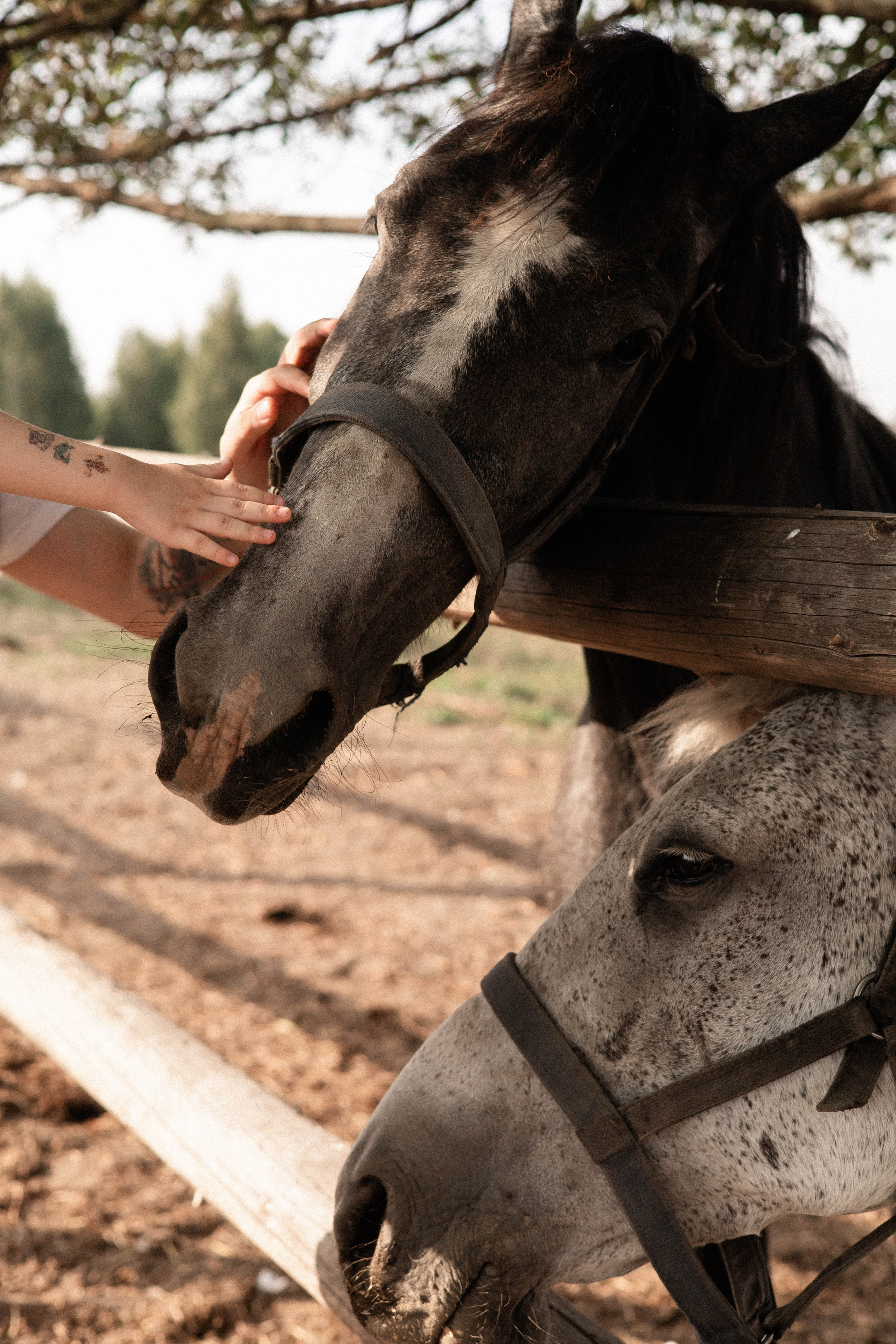 Давид, Настя и Дима. Свадебный и портретный фотограф Соломко Диана