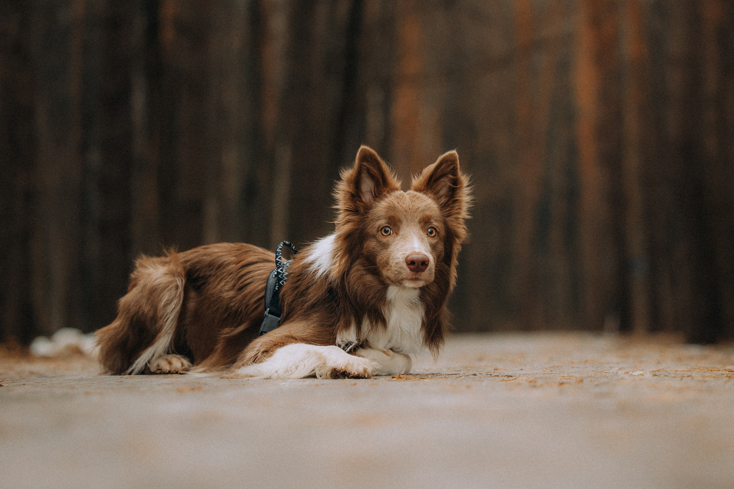 Полина, Милли и Паддингтон