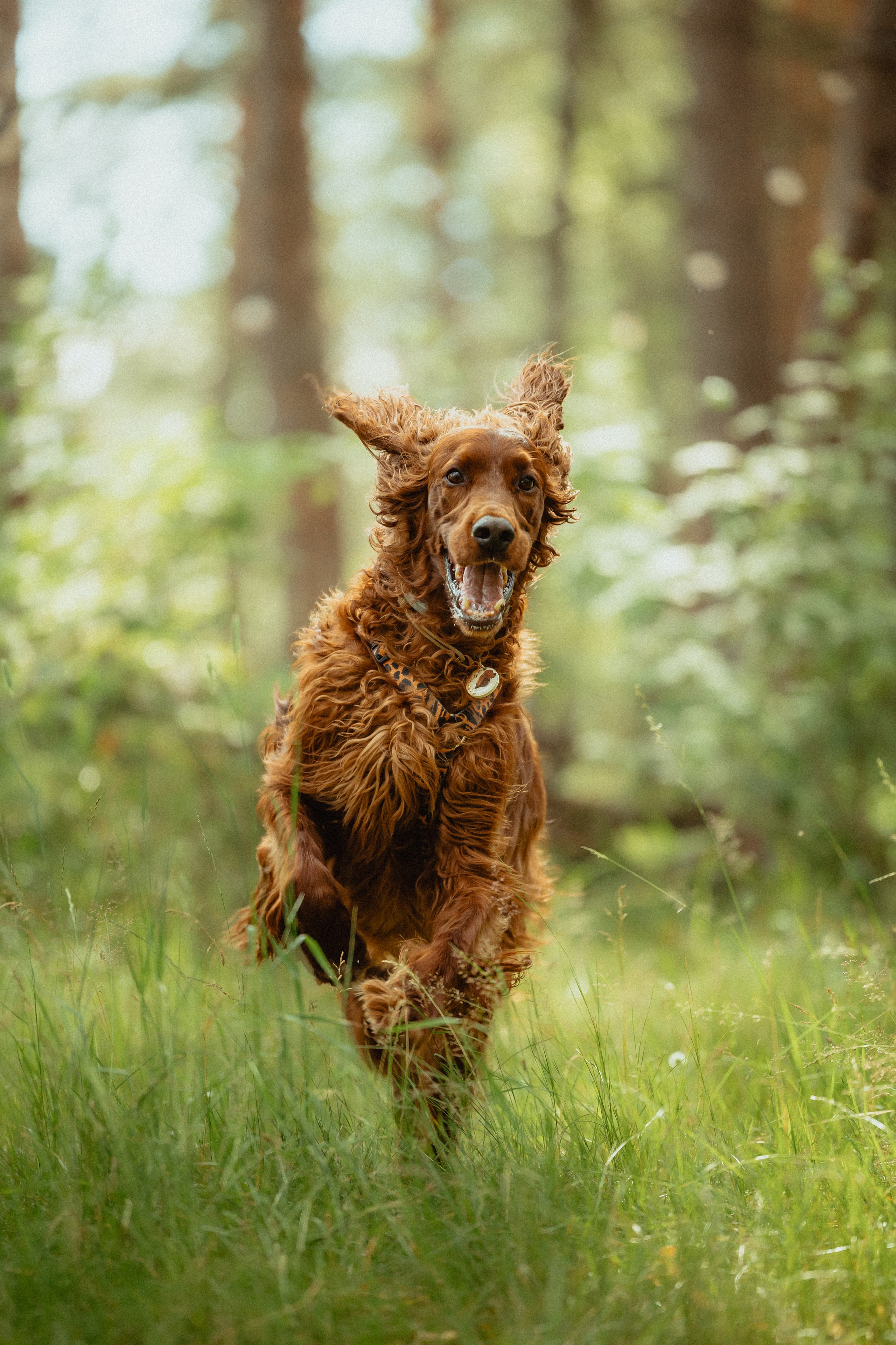 Выездной дог-тренинг от школы «Шерсть имею»