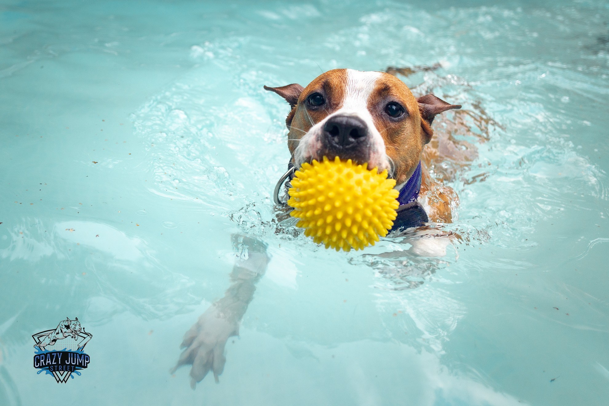 Собаки, спорт, Док дайвинг. Свадебный и репортажный фотограф в Москве и Московской области