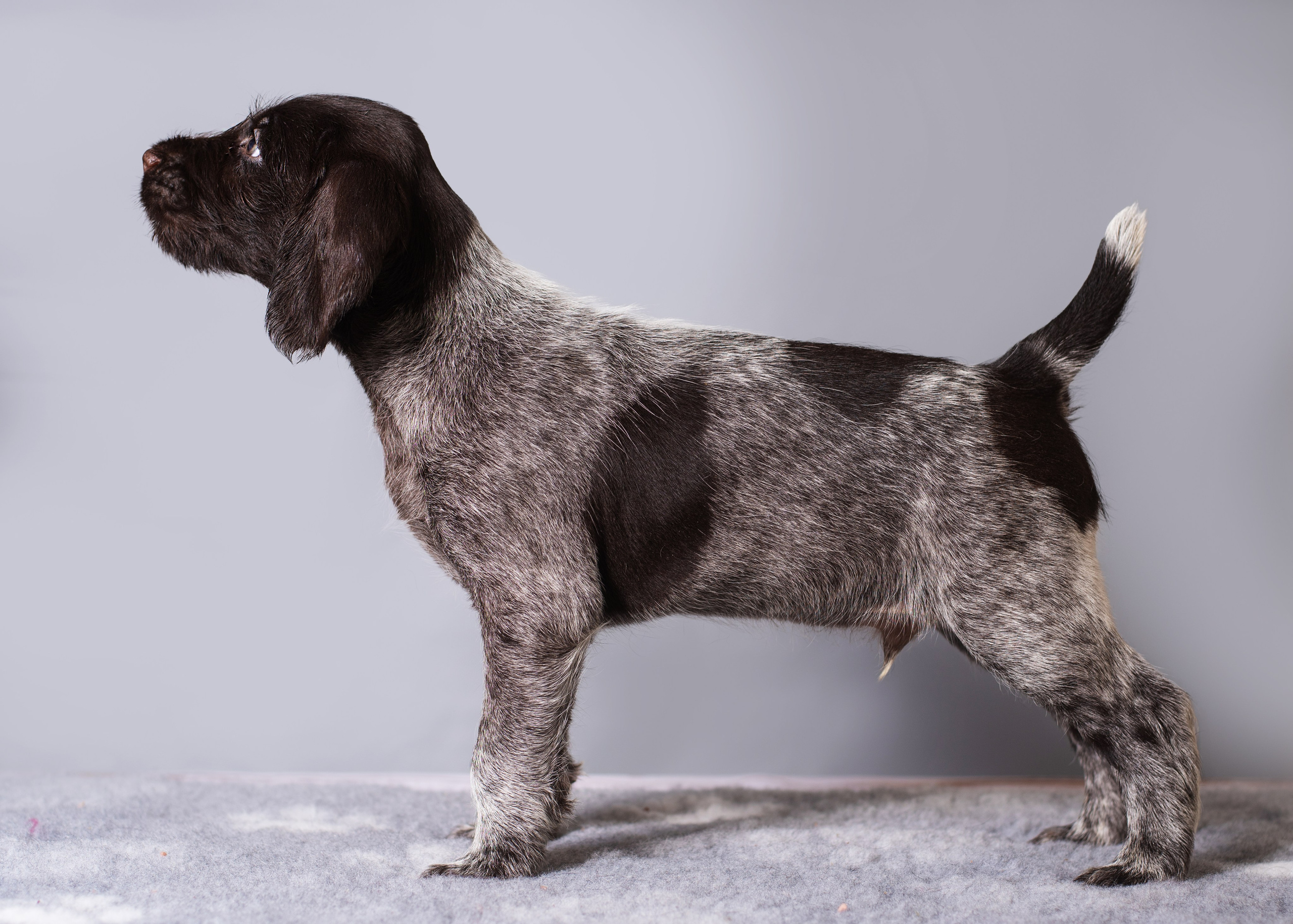 Дратхаарята. Дог-фотограф в Тюмени Александра Королева