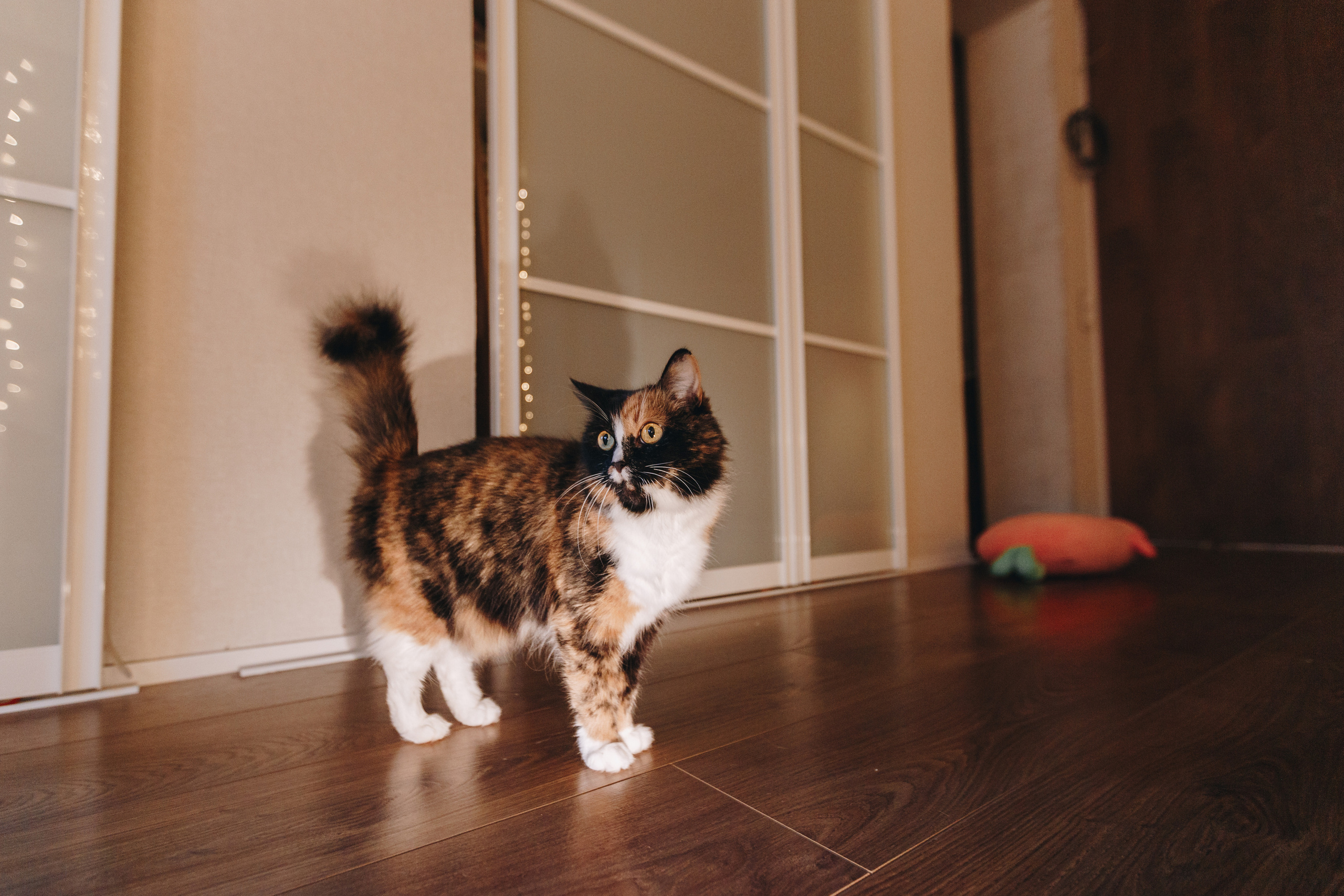 Тепло в декабре дома. Свадебный семейный фотограф и видеограф Гомель Минск Беларусь Европа