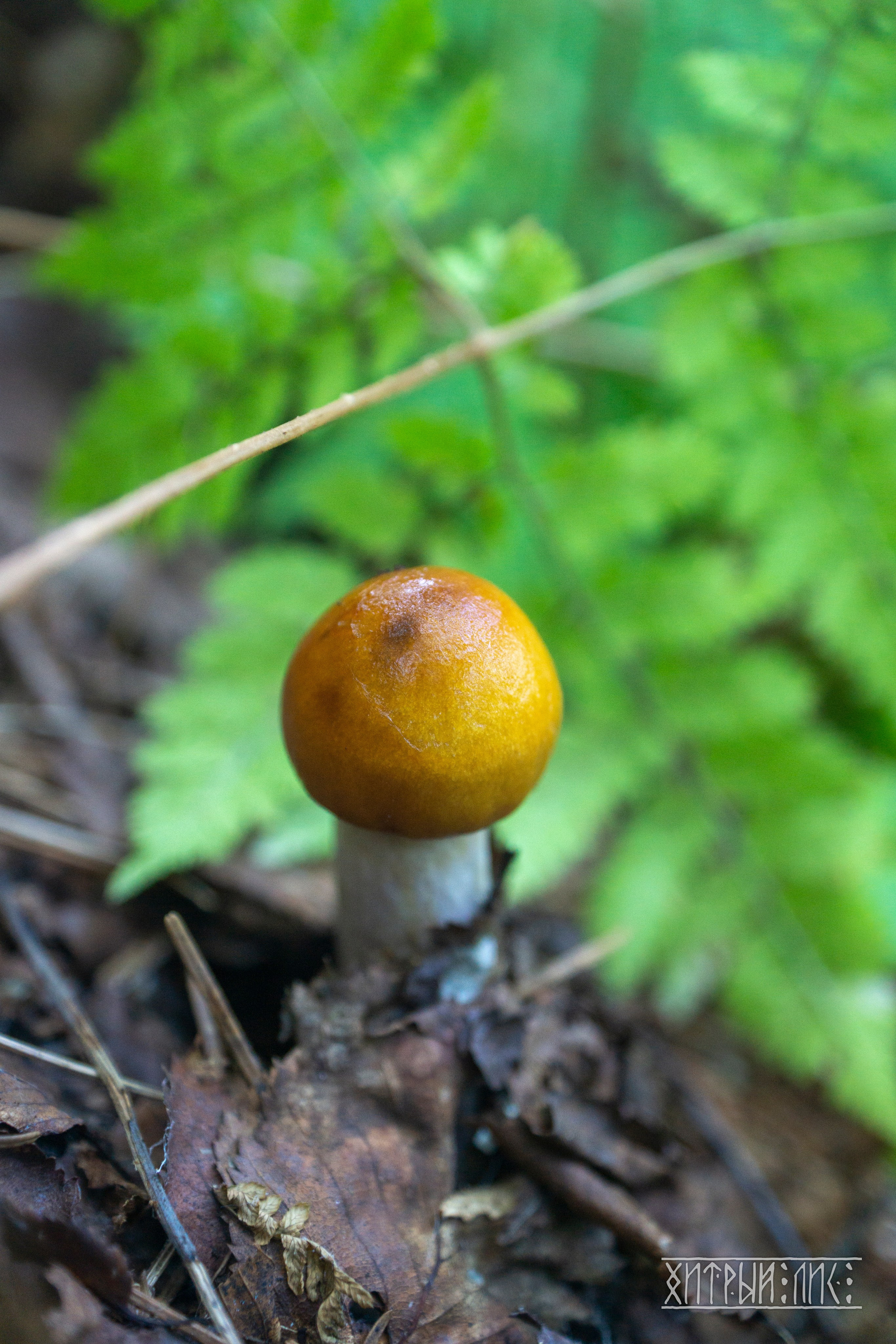 Сахалин. Фотограф-путешественник Самойлов Максим «Sly Fox»