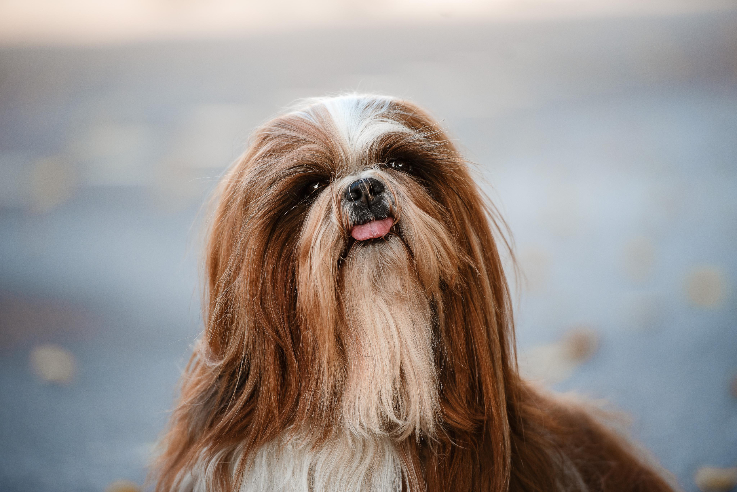 Фотограф-анималист