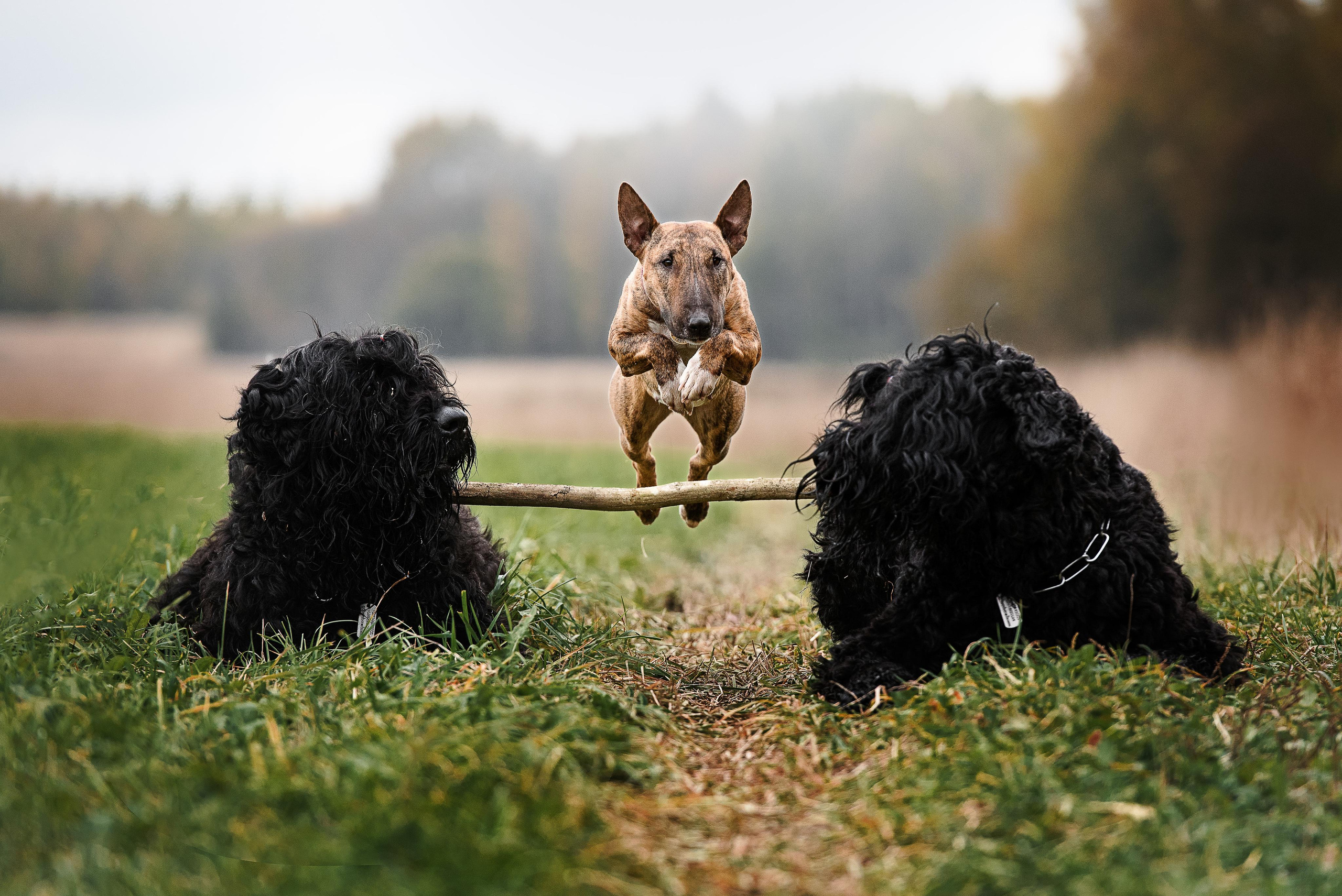 Фотограф-анималист