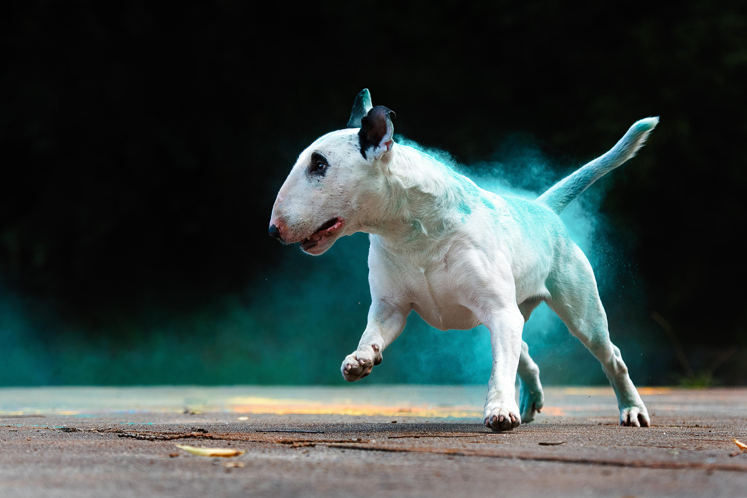 Фотограф-анималист