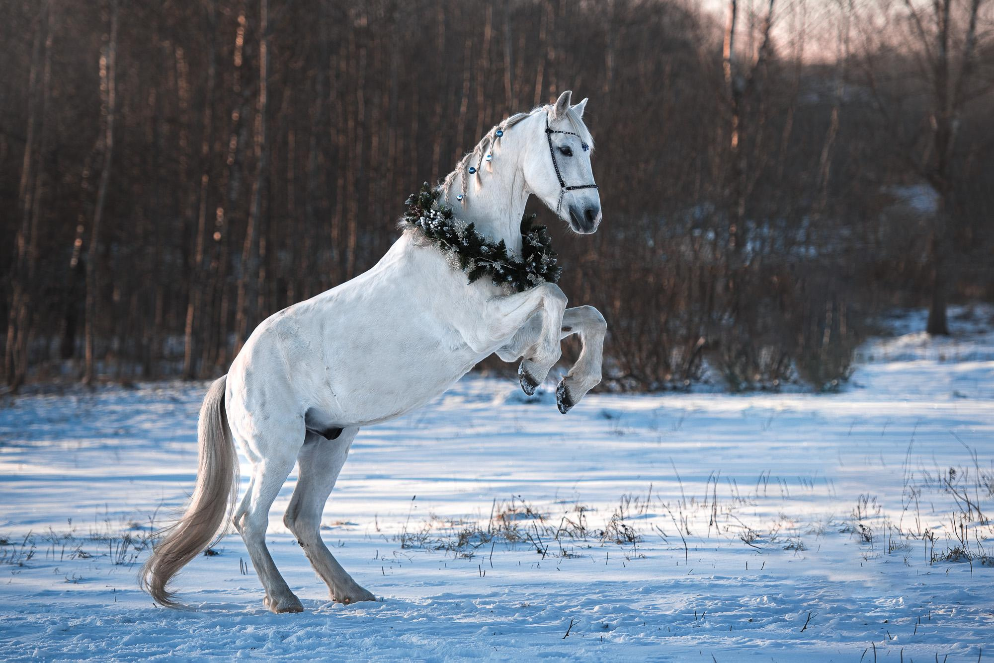 Фотограф-анималист