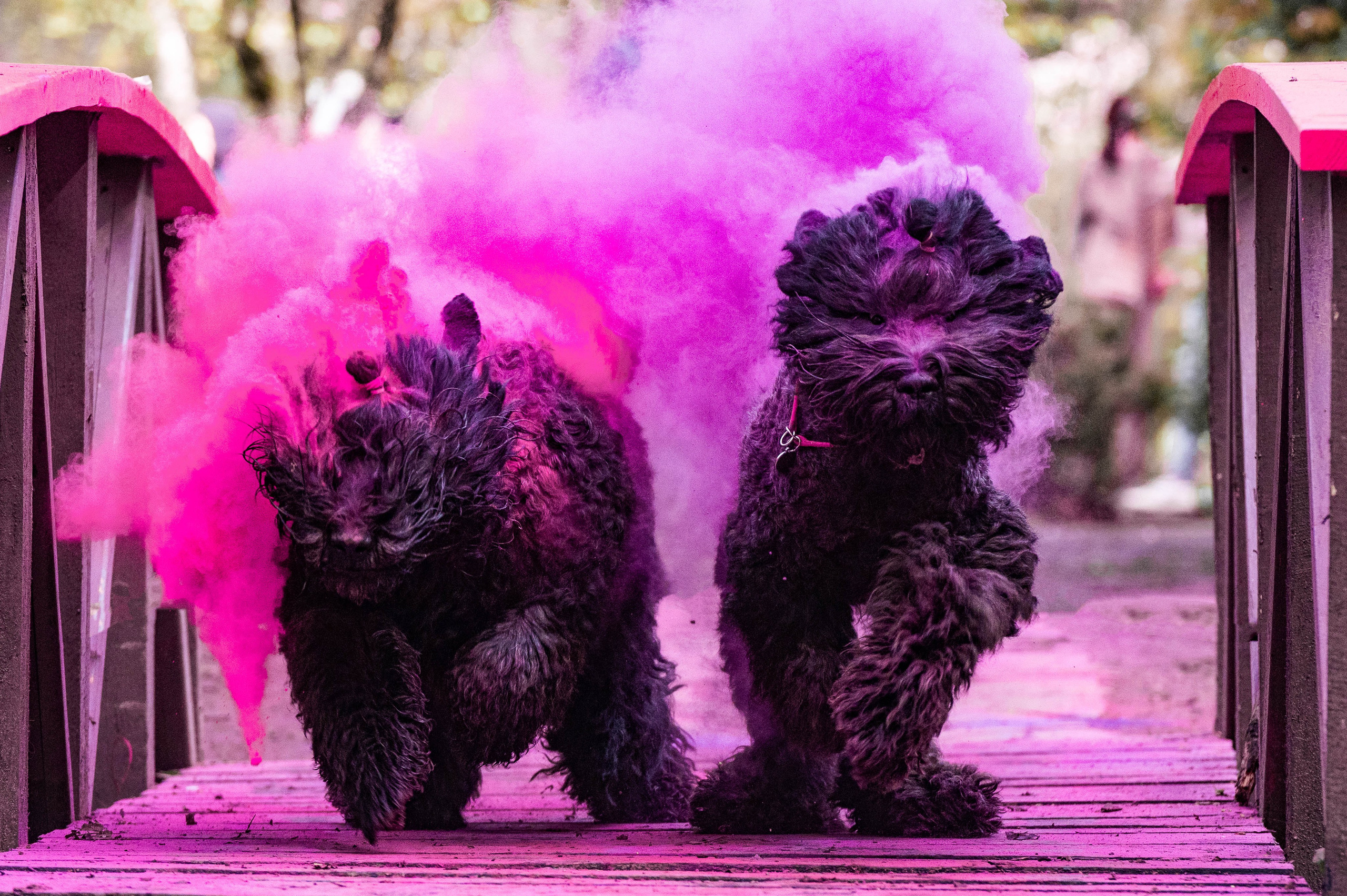 Черныши, сакура и краски холи. Фотограф-анималист