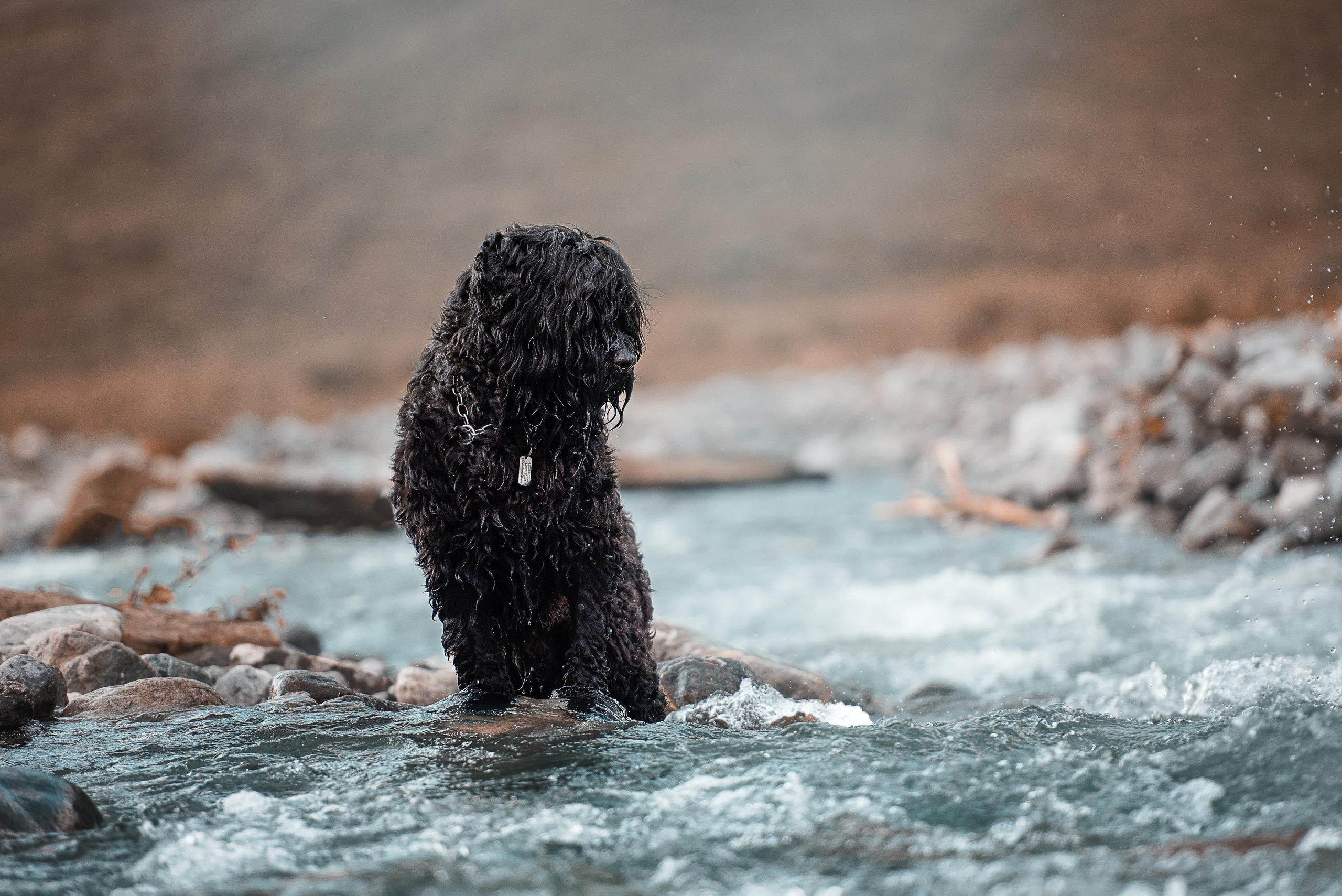 Фотограф-анималист