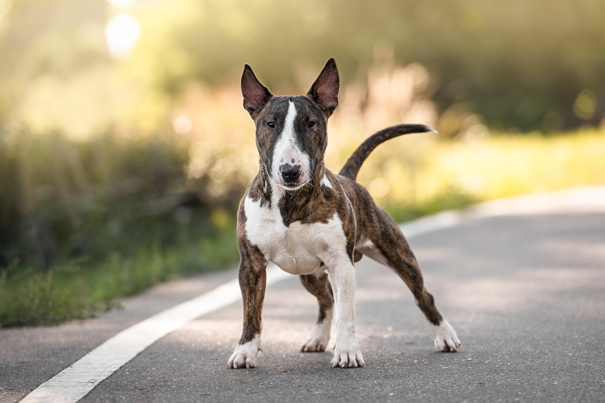 Фотограф-анималист