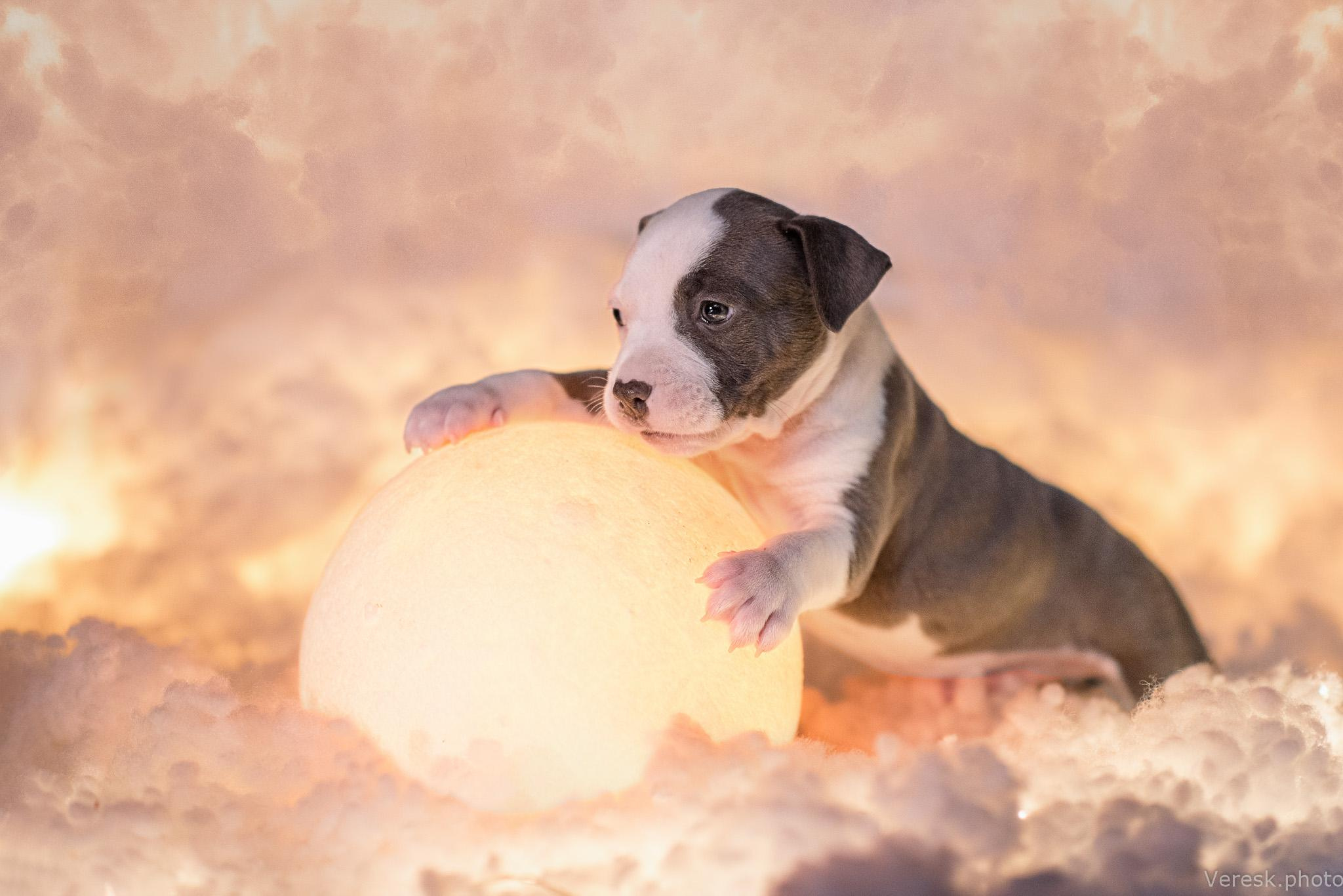 Фотограф-анималист