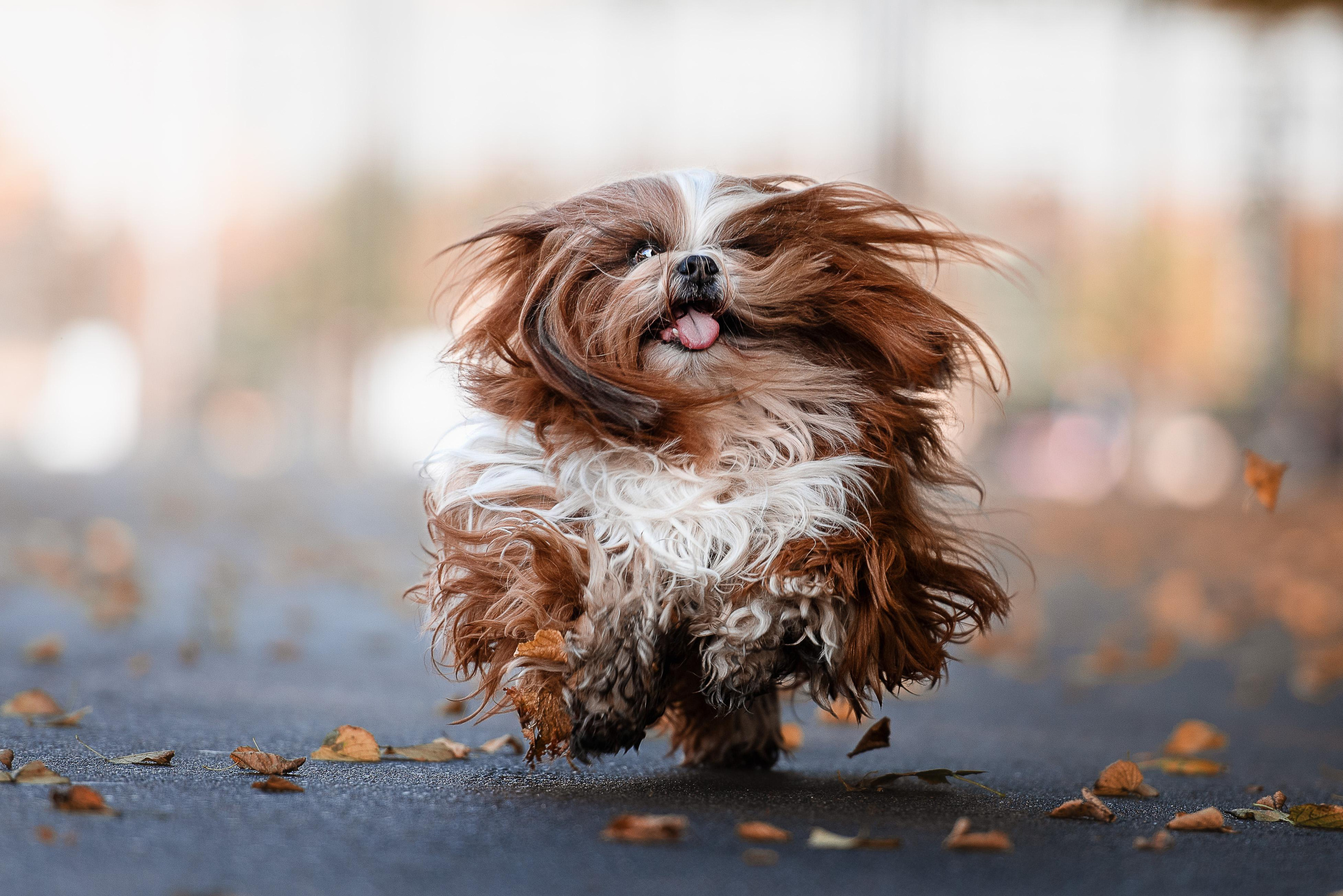 Фотограф-анималист
