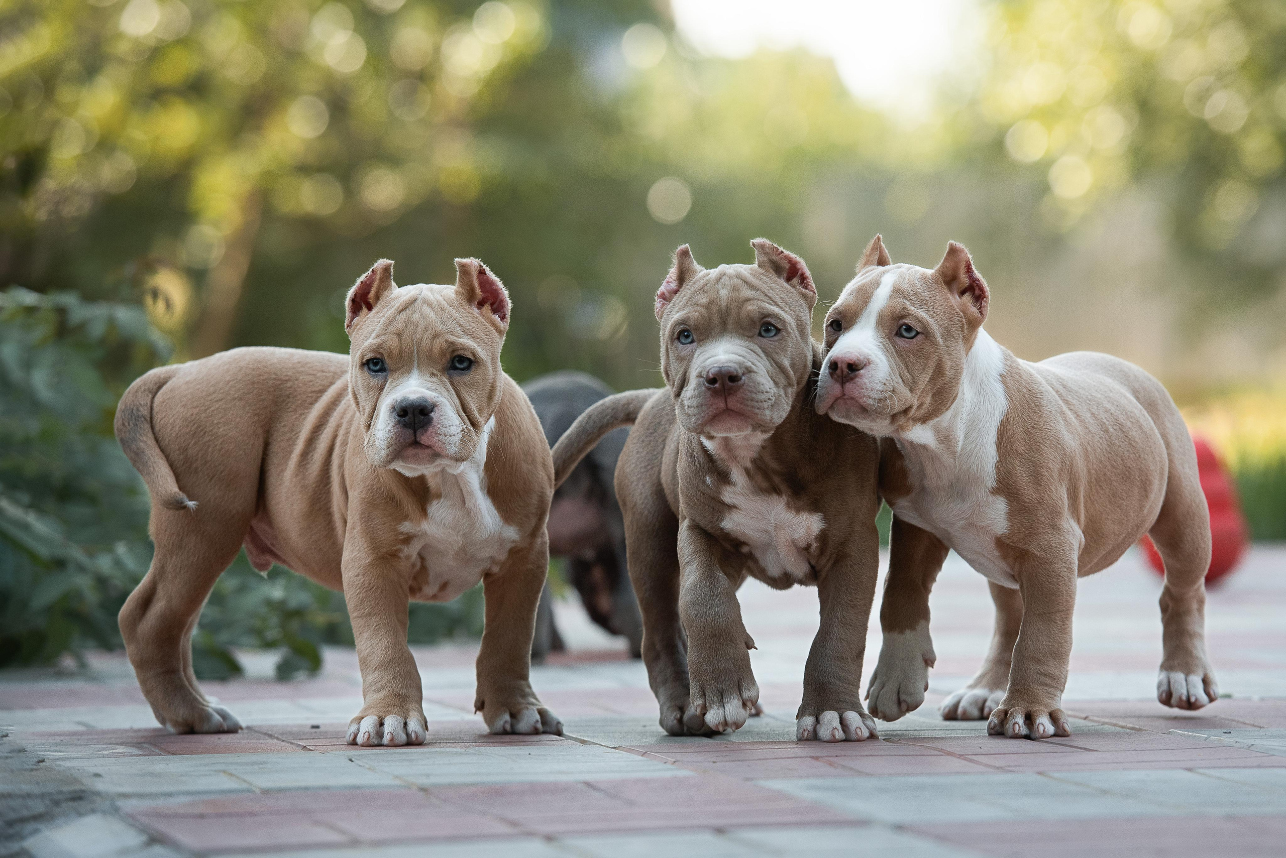 Фотограф-анималист