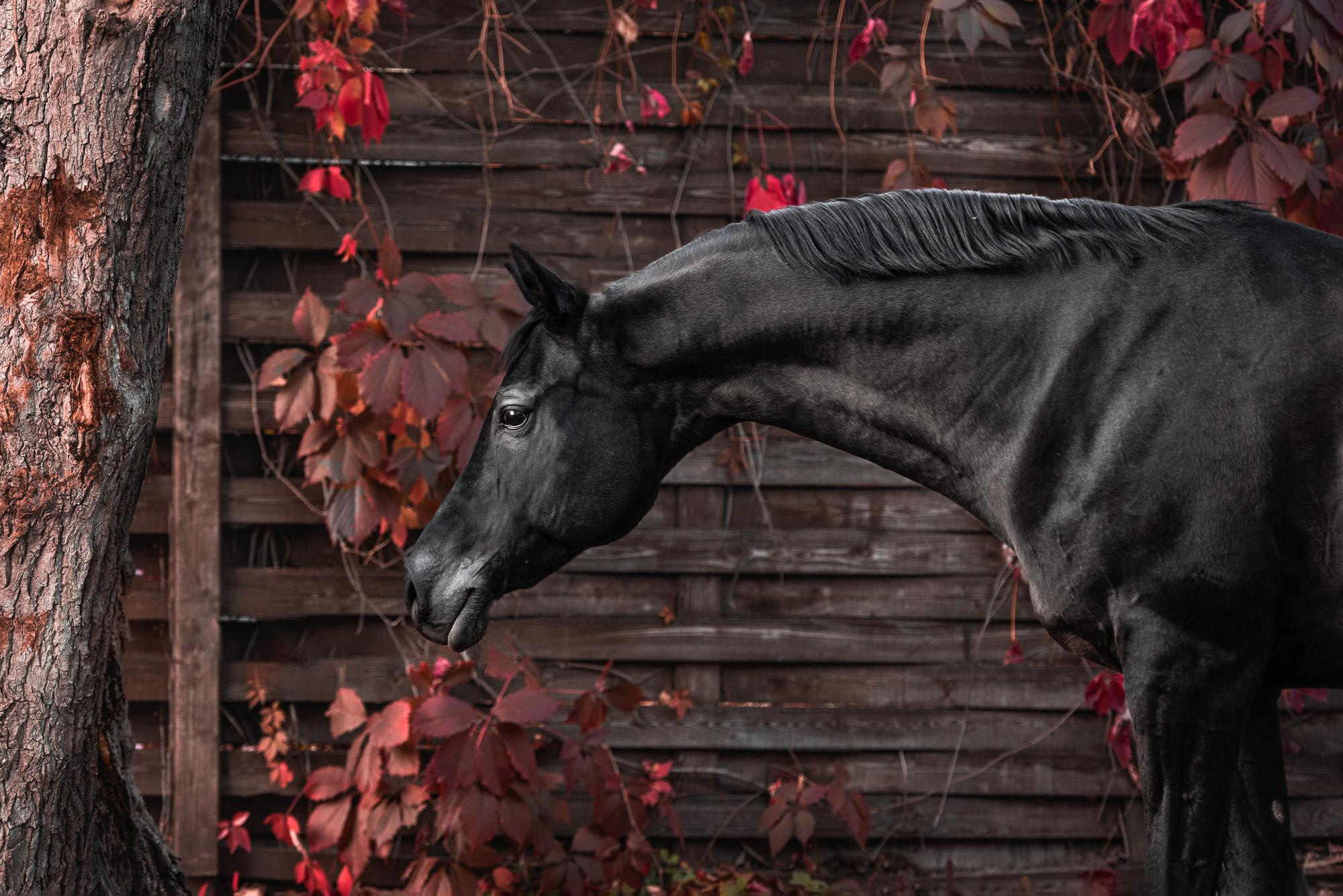 Фотограф-анималист