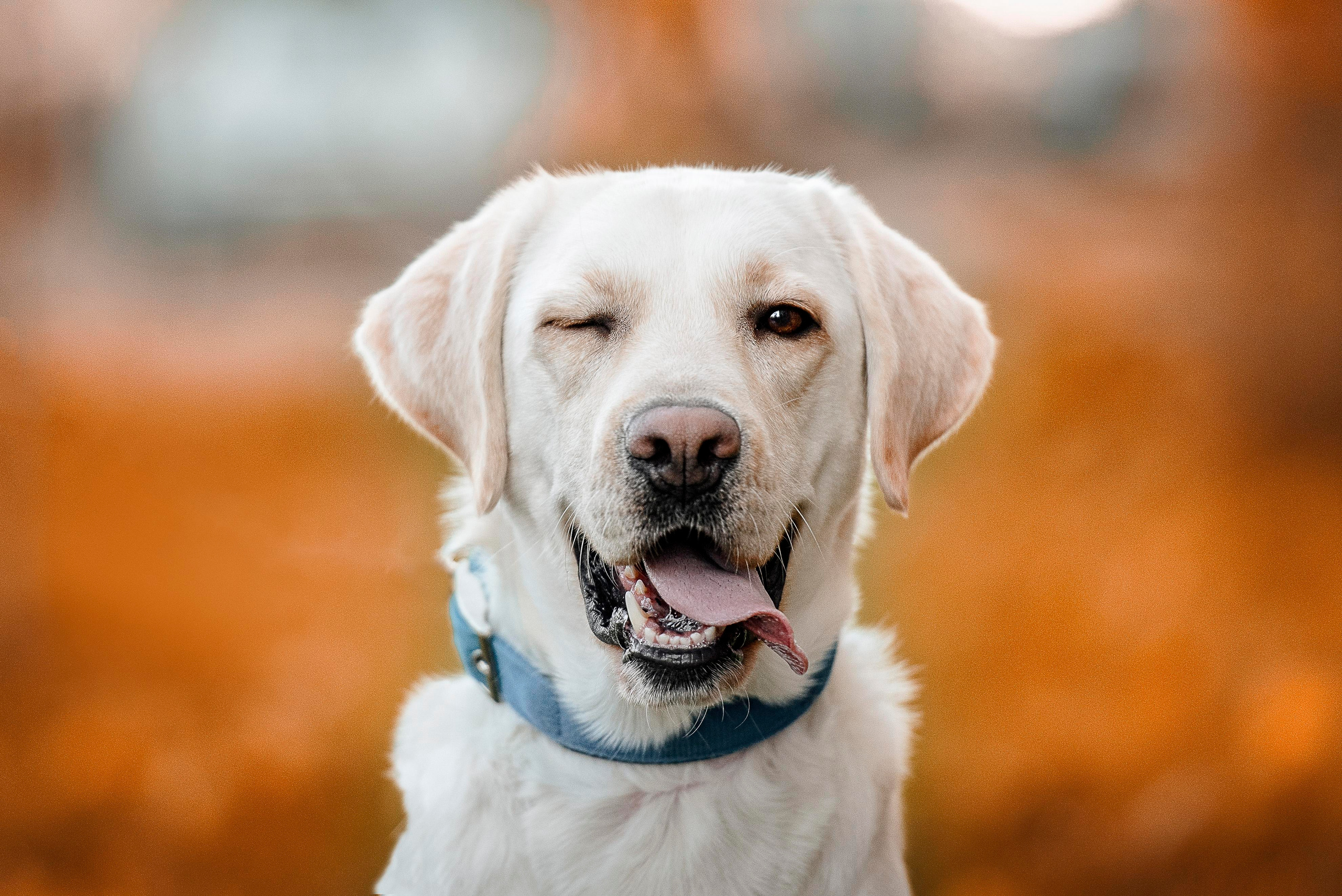 Фотограф-анималист