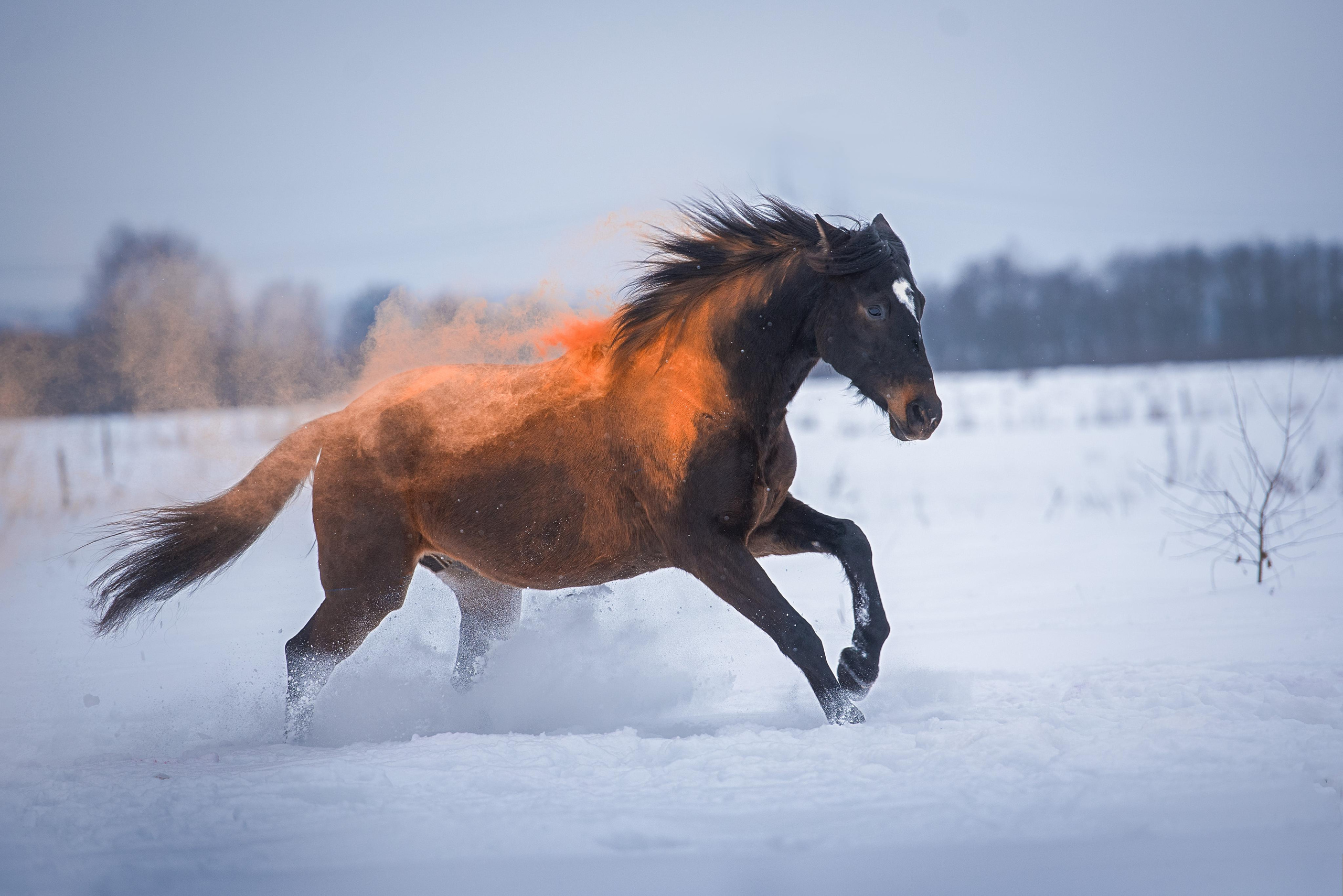 Фотограф-анималист
