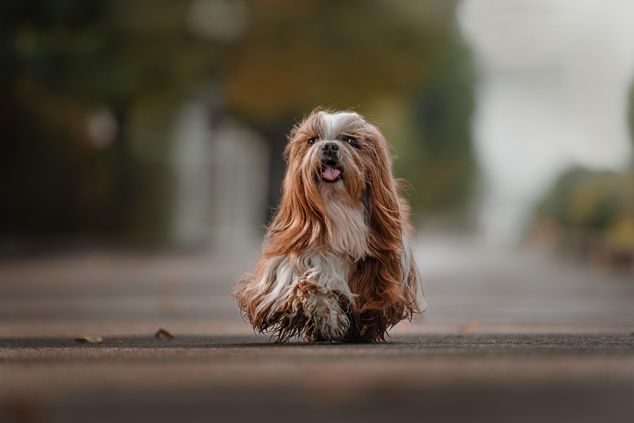 Фотограф-анималист